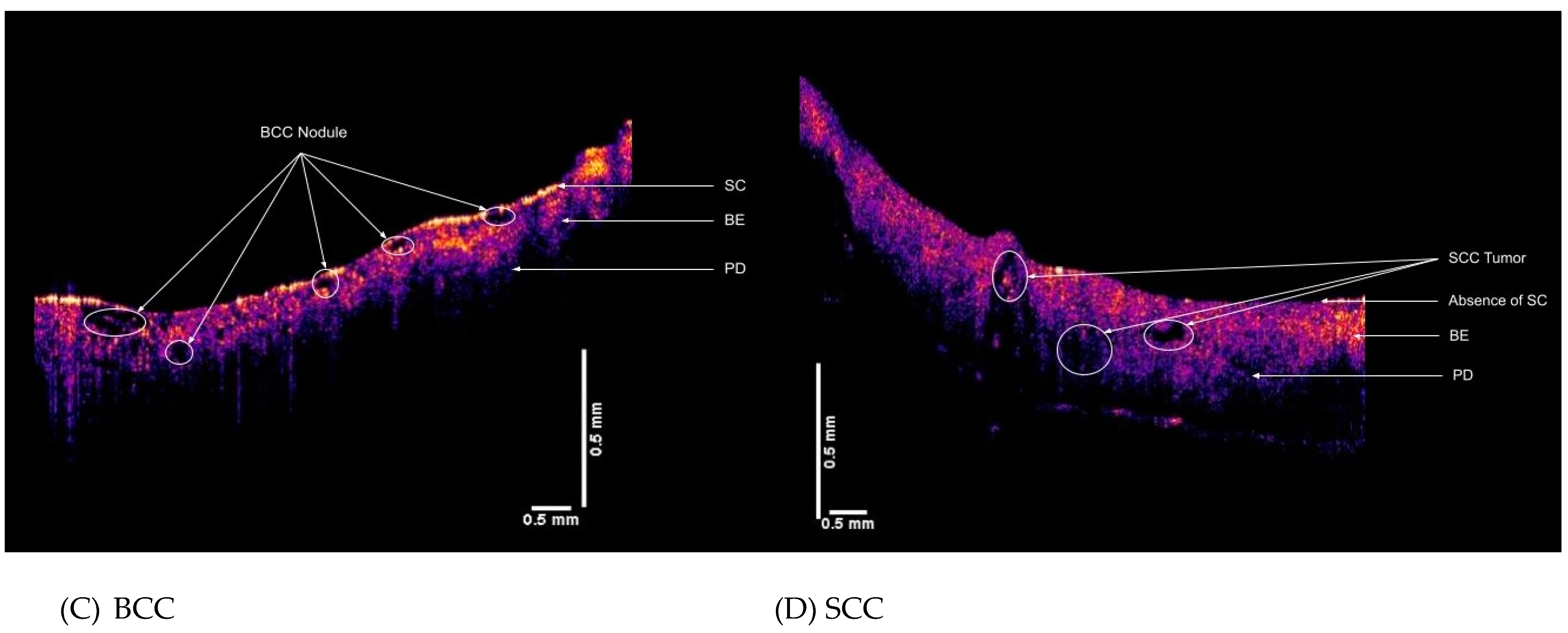 Biomolecules 11 01712 g004b