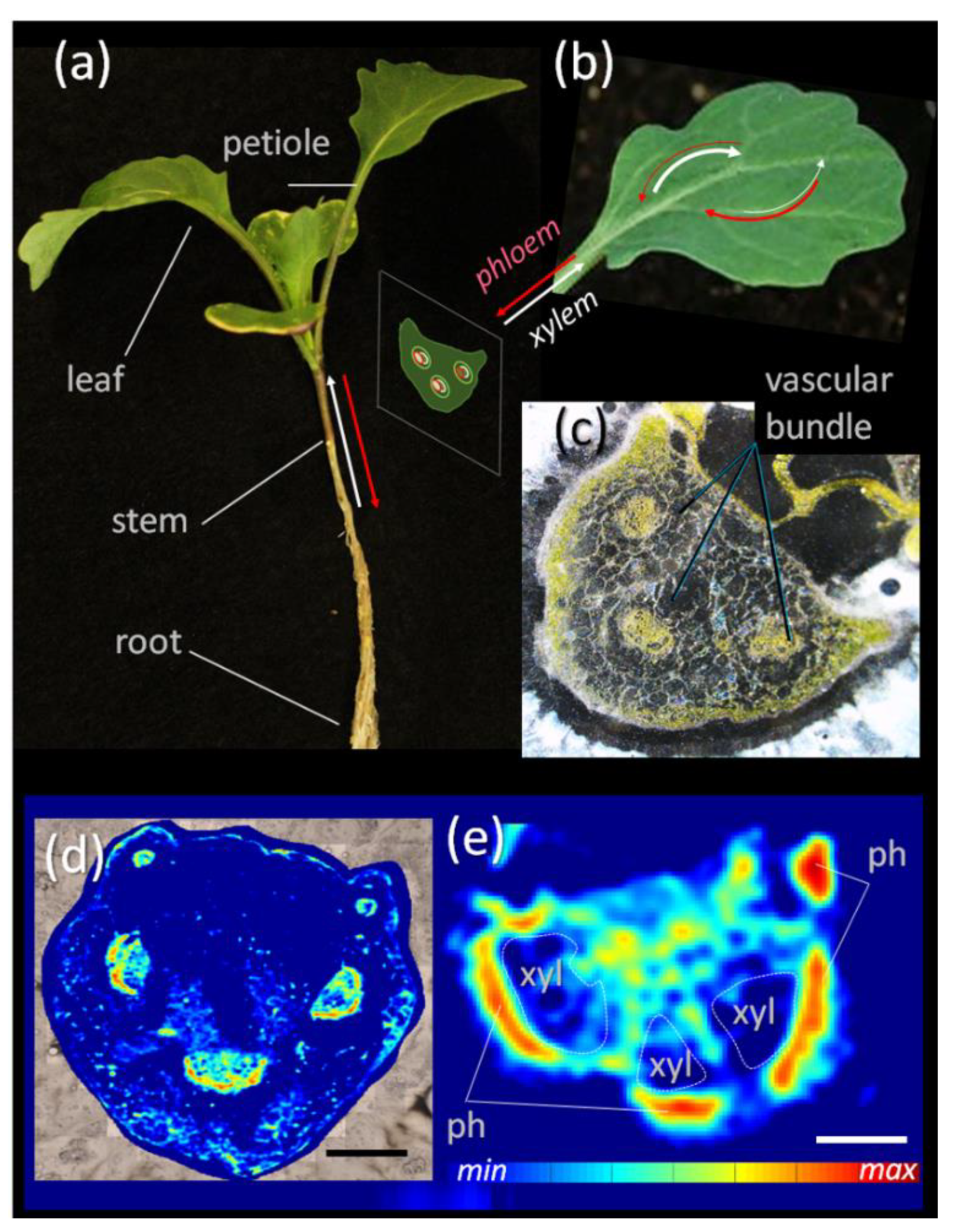 Biomolecules 11 01717 g001 Biomolecules 11 01717 g001