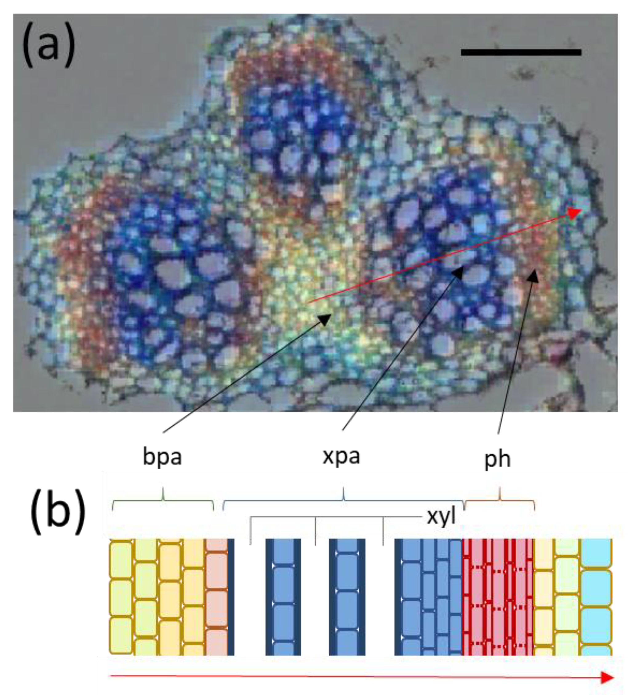 Biomolecules 11 01717 g006 Biomolecules 11 01717 g006