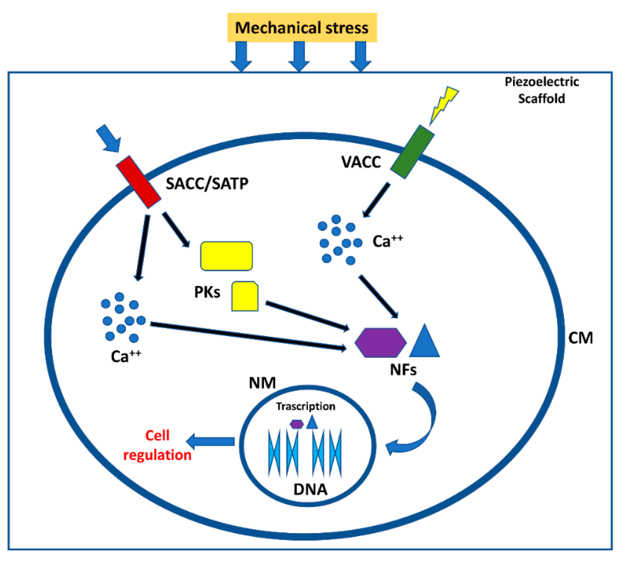 Biomolecules 11 01731 g002