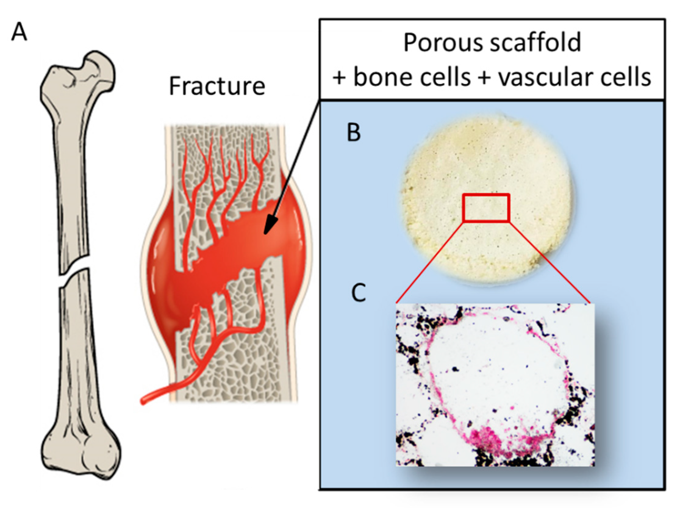 Biomolecules 11 01731 g008