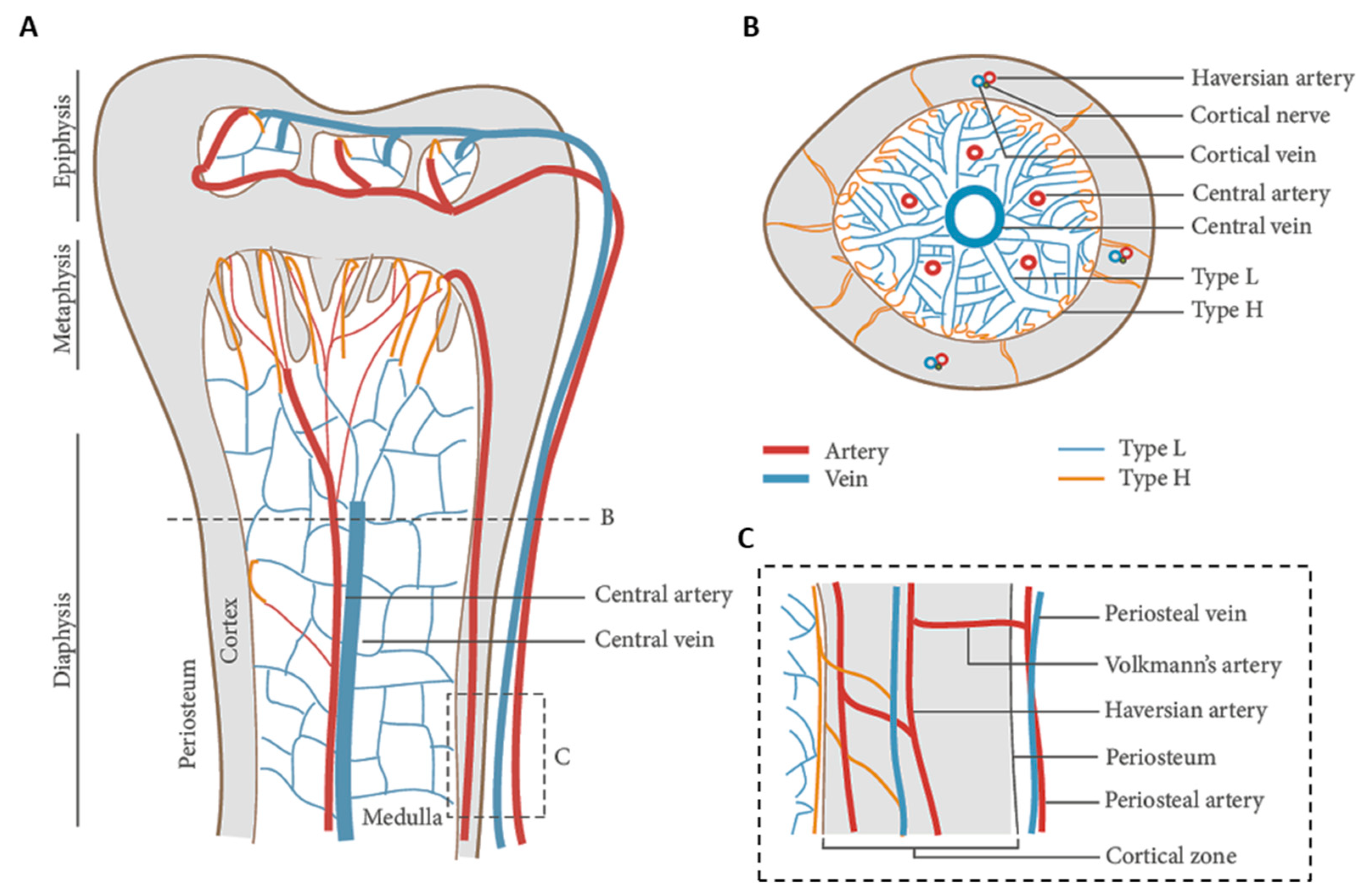 Biomolecules 11 01731 g009