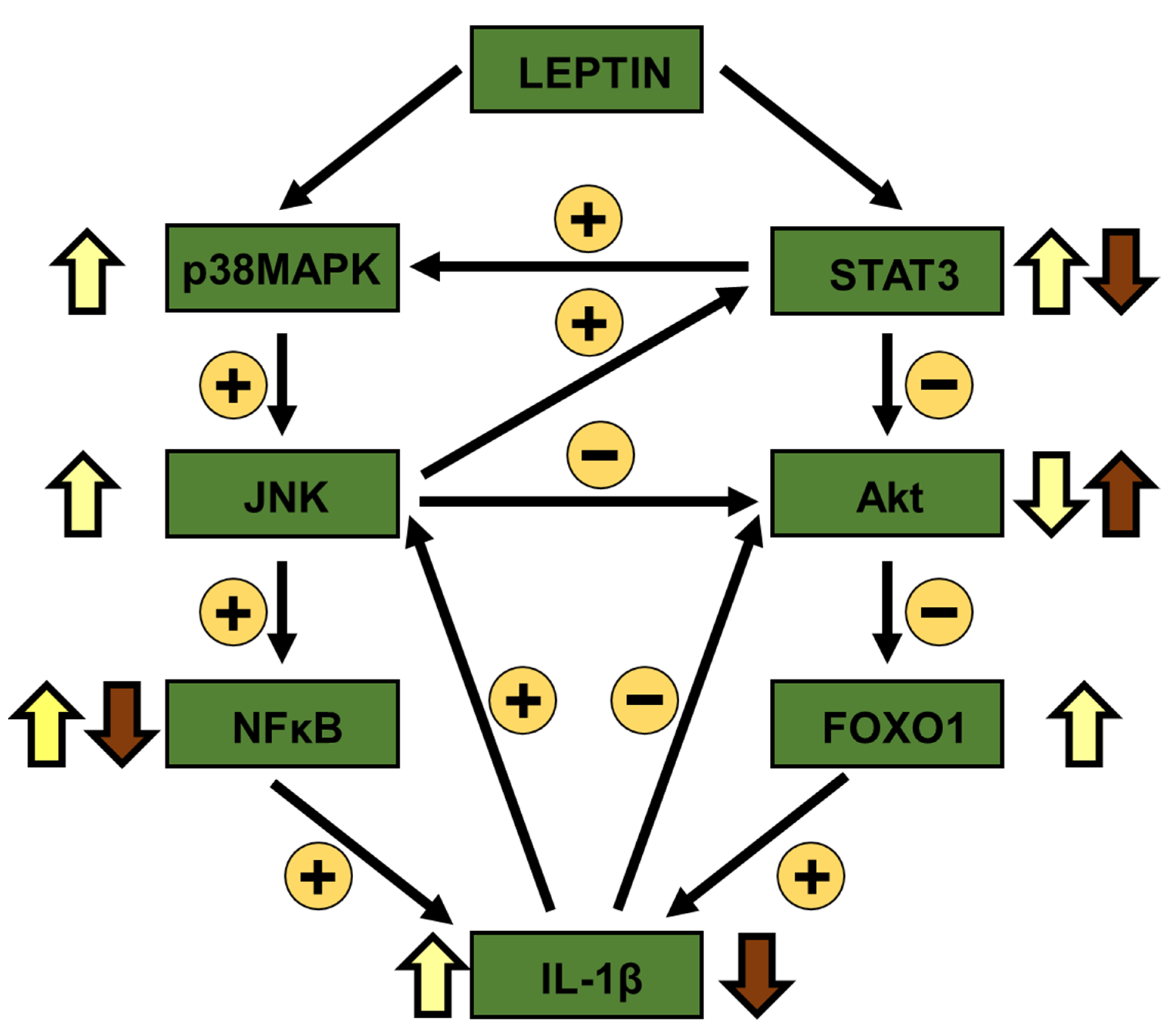 Biomolecules 11 01734 g006