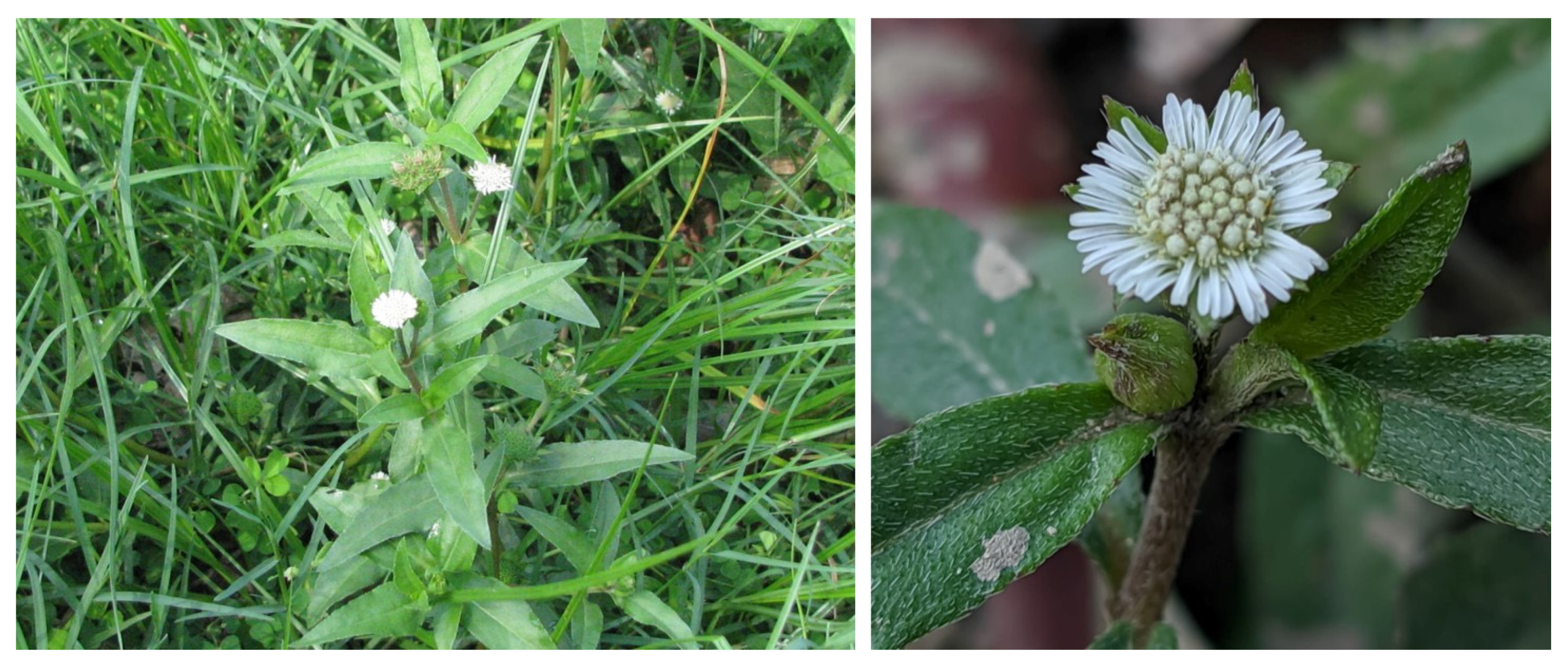 Biomolecules | Free Full-Text | Eclipta prostrata (L.) L. (Asteraceae):  Ethnomedicinal Uses, Chemical Constituents, and Biological Activities