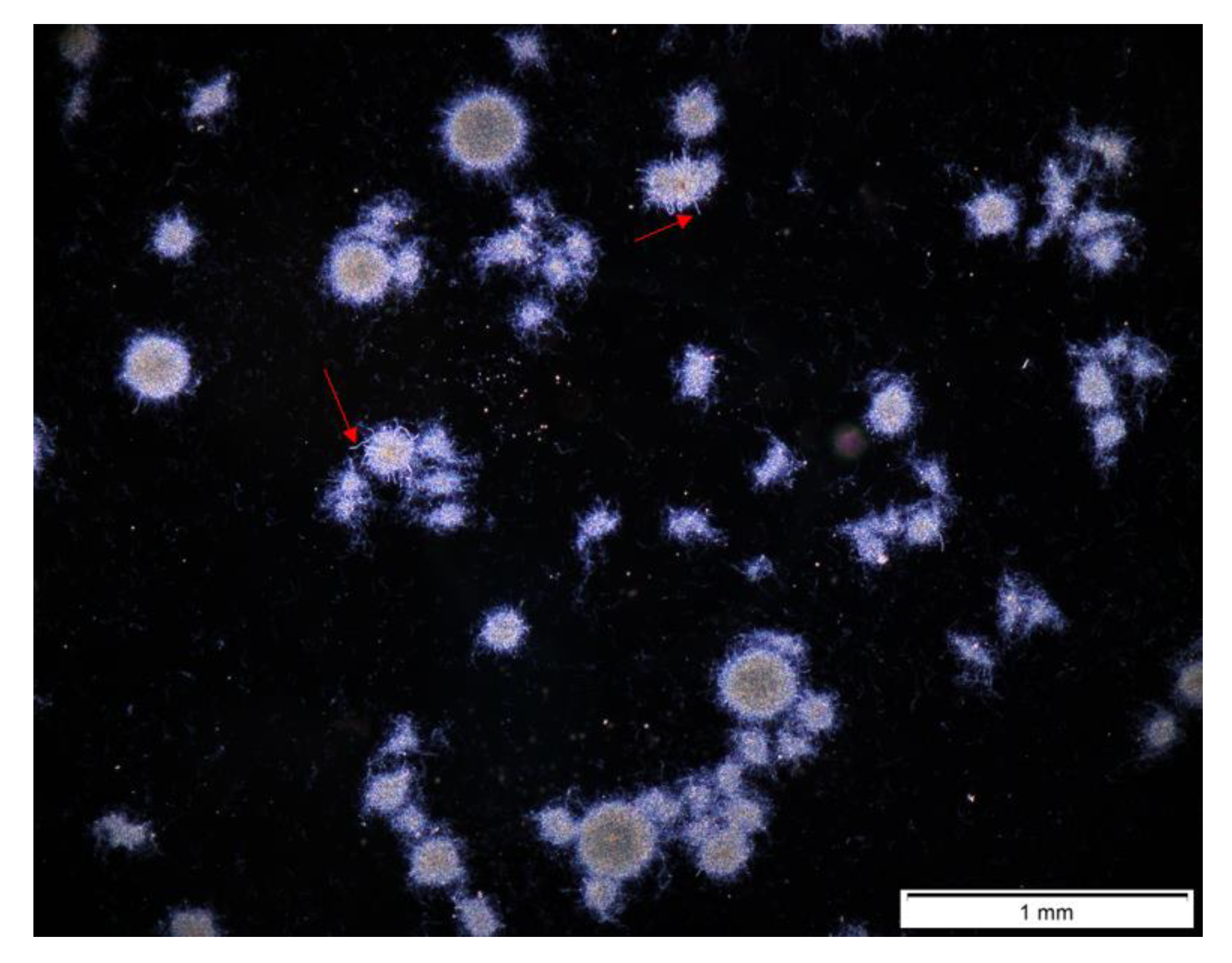 Biomolecules 11 01740 g007 Biomolecules 11 01740 g007