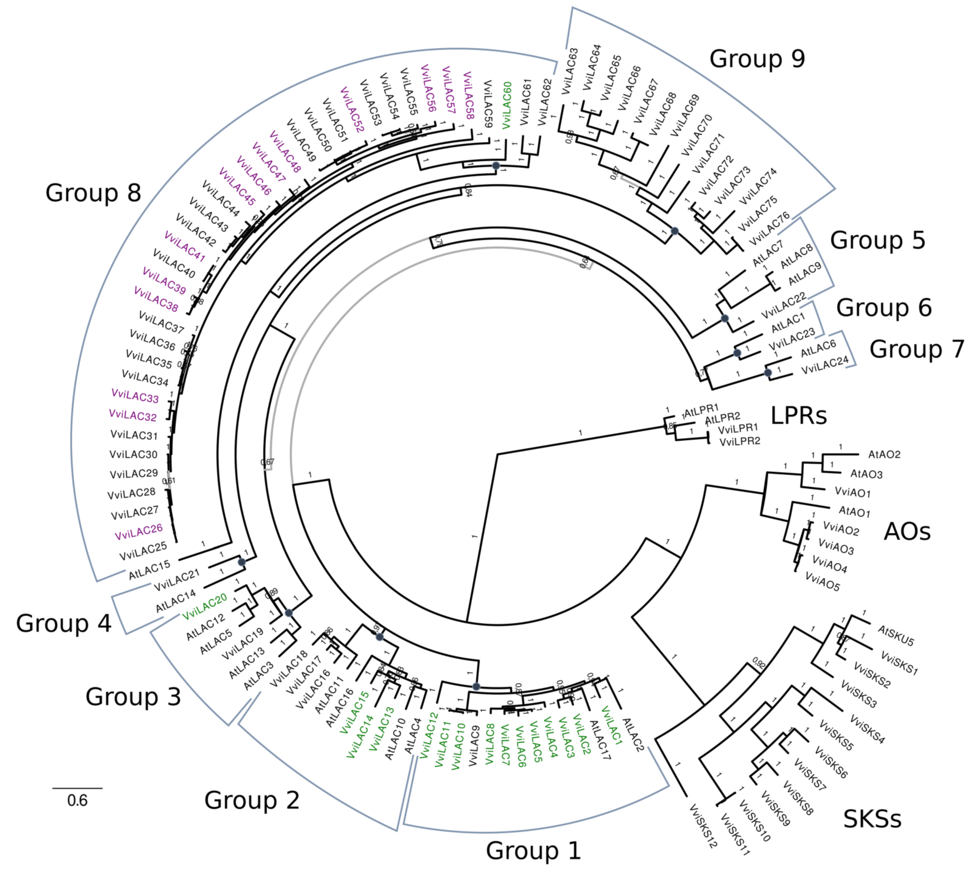 Biomolecules 11 01744 g005