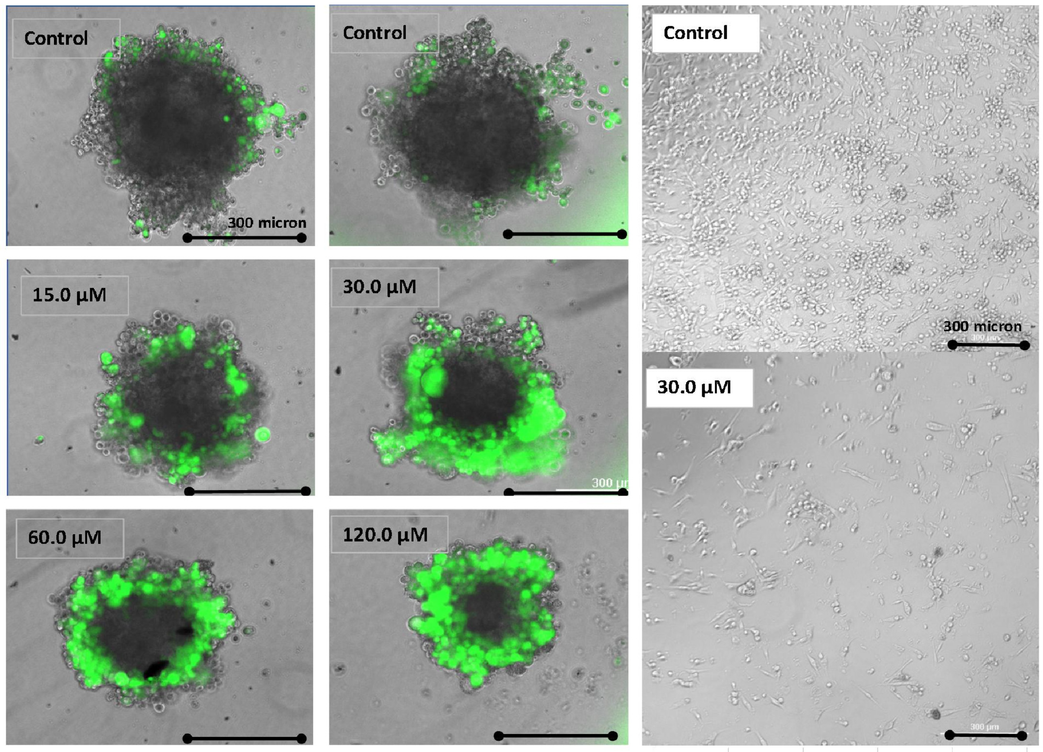 Biomolecules 11 01751 g006
