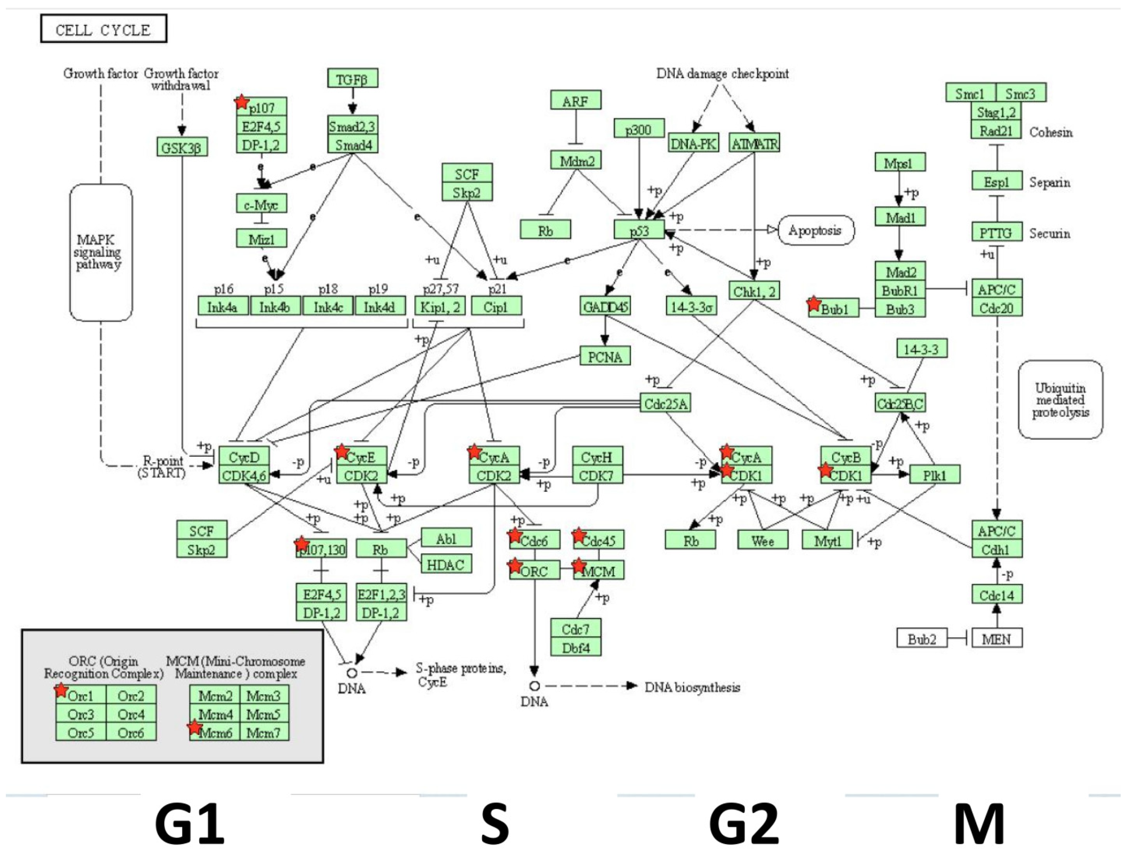 Biomolecules 11 01751 g010