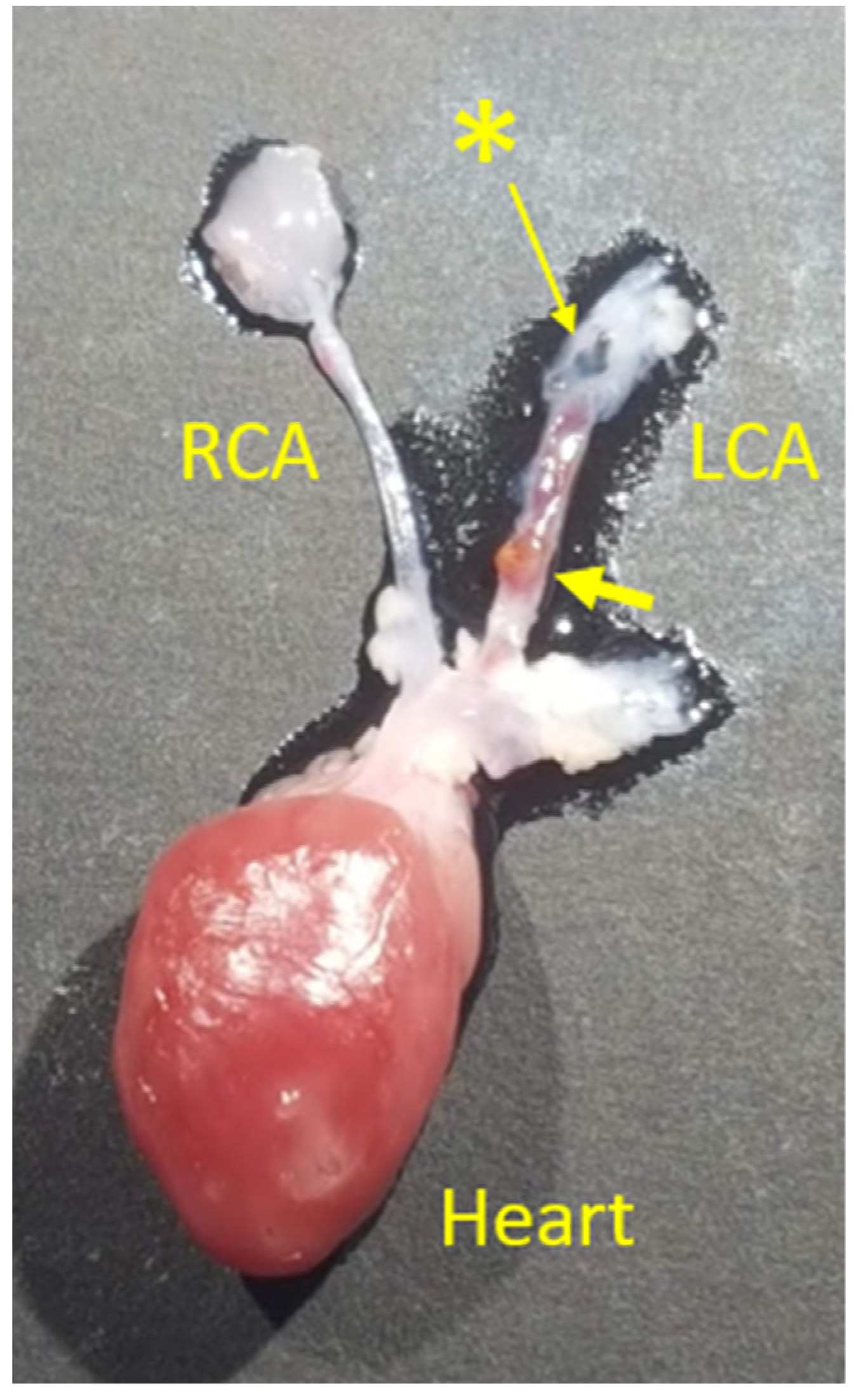 Biomolecules 11 01753 g001 550