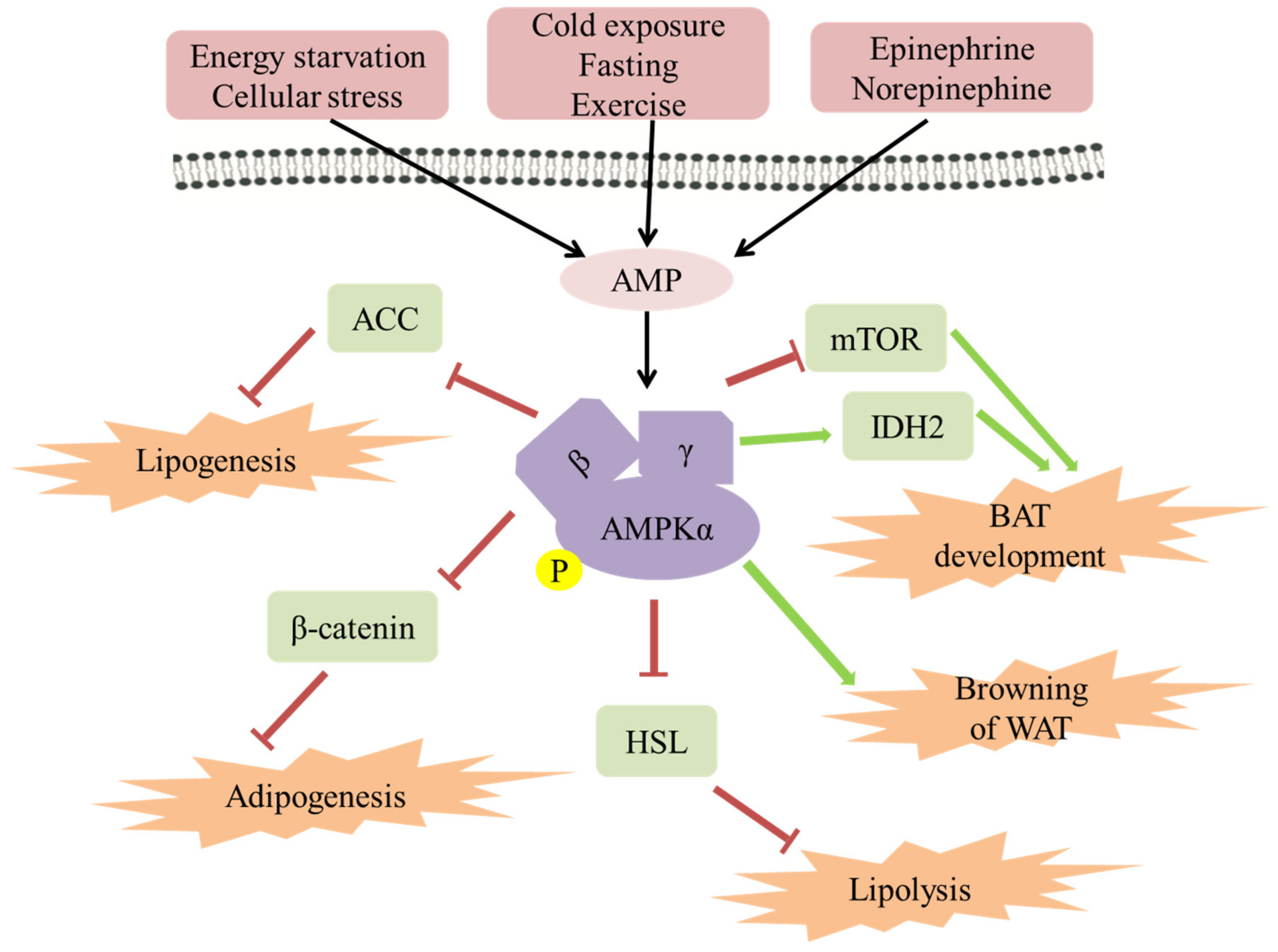 Biomolecules 11 01757 g003