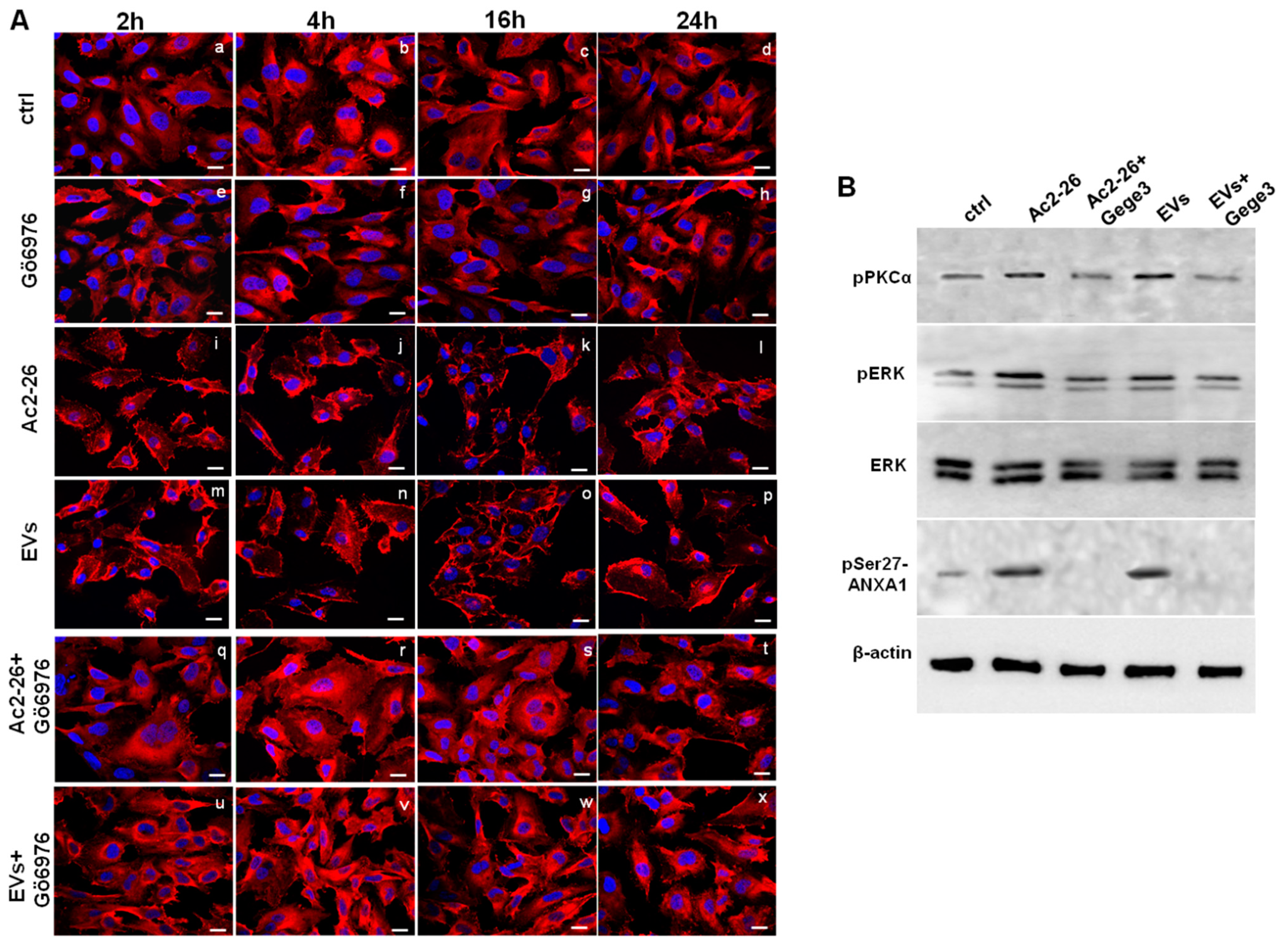 Biomolecules 11 01758 g006 Biomolecules 11 01758 g006
