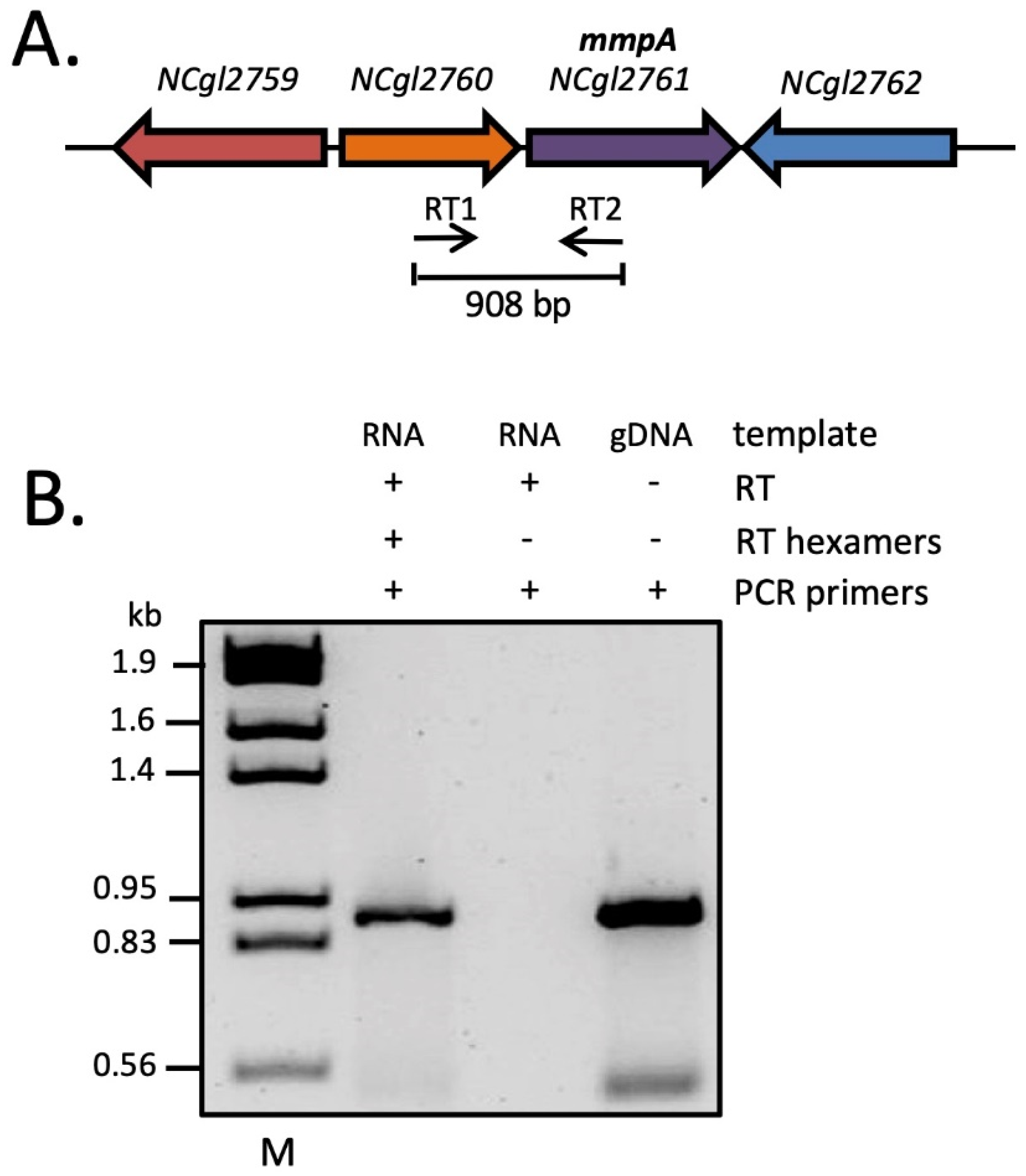Biomolecules 11 01760 g002 550