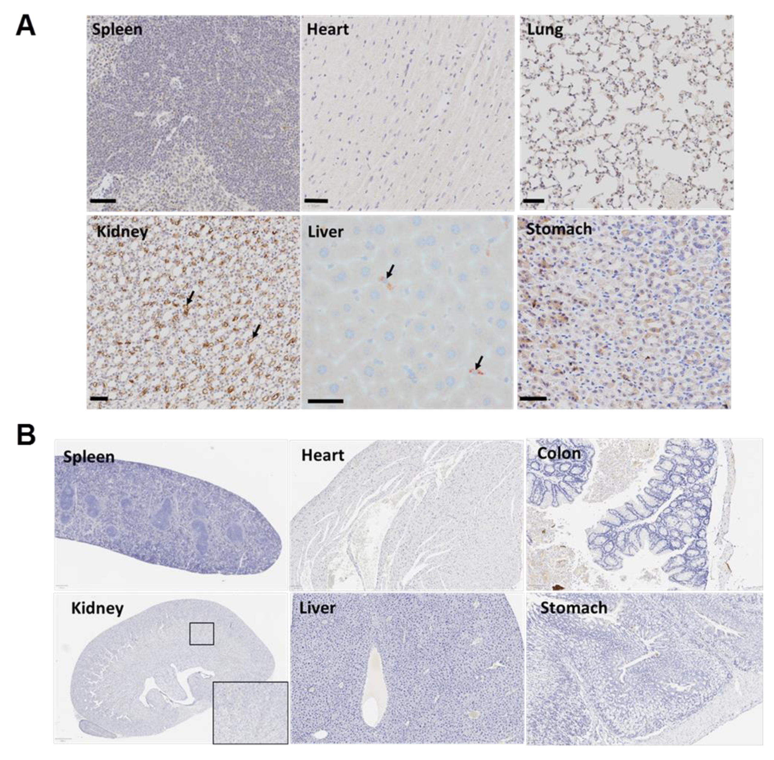 Biomolecules 11 01766 g007