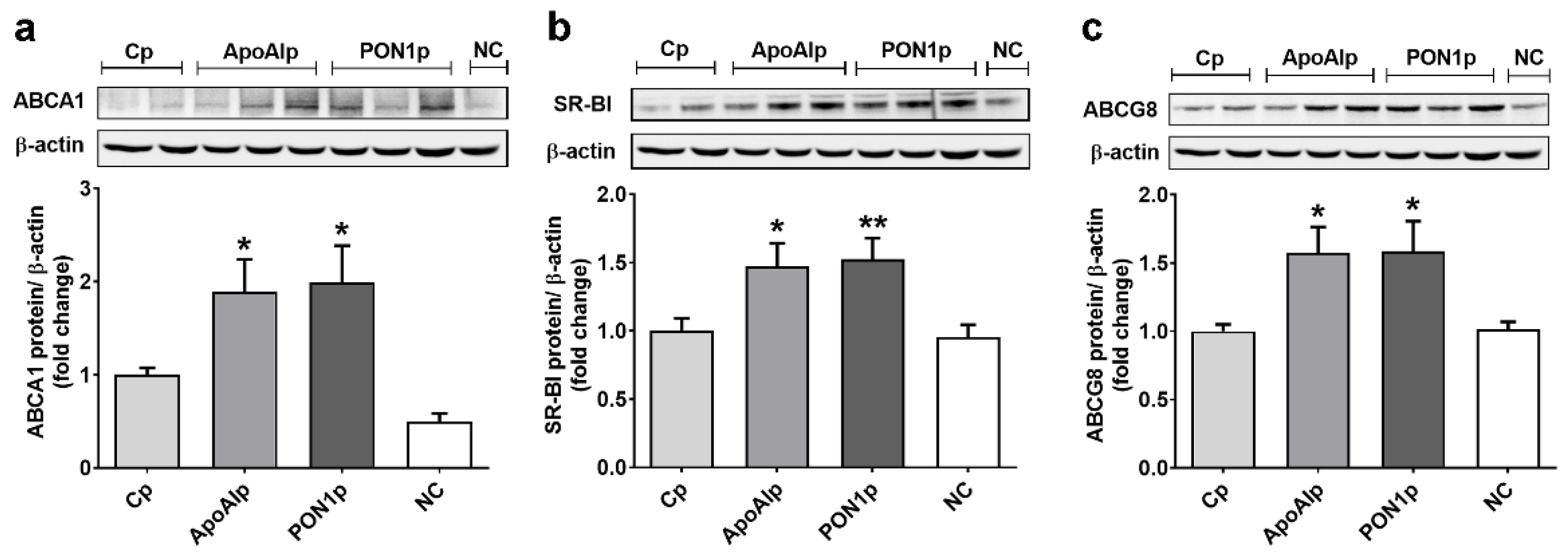 Biomolecules 11 01769 g003 Biomolecules 11 01769 g003