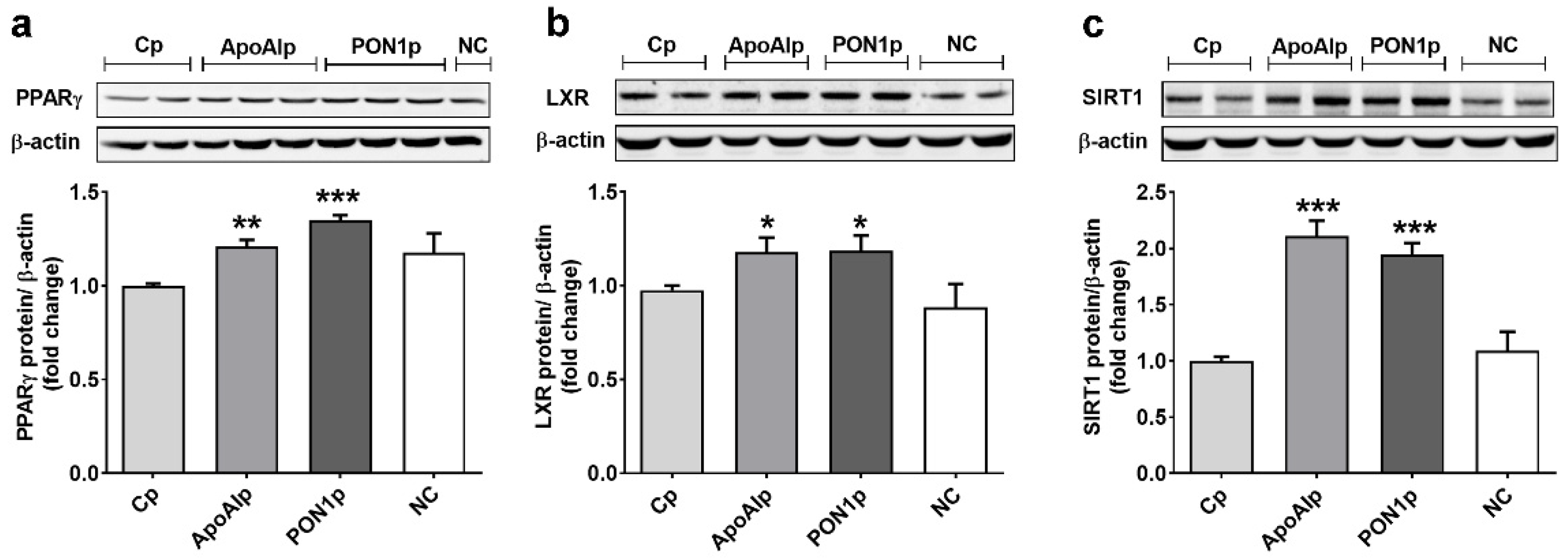 Biomolecules 11 01769 g004 Biomolecules 11 01769 g004