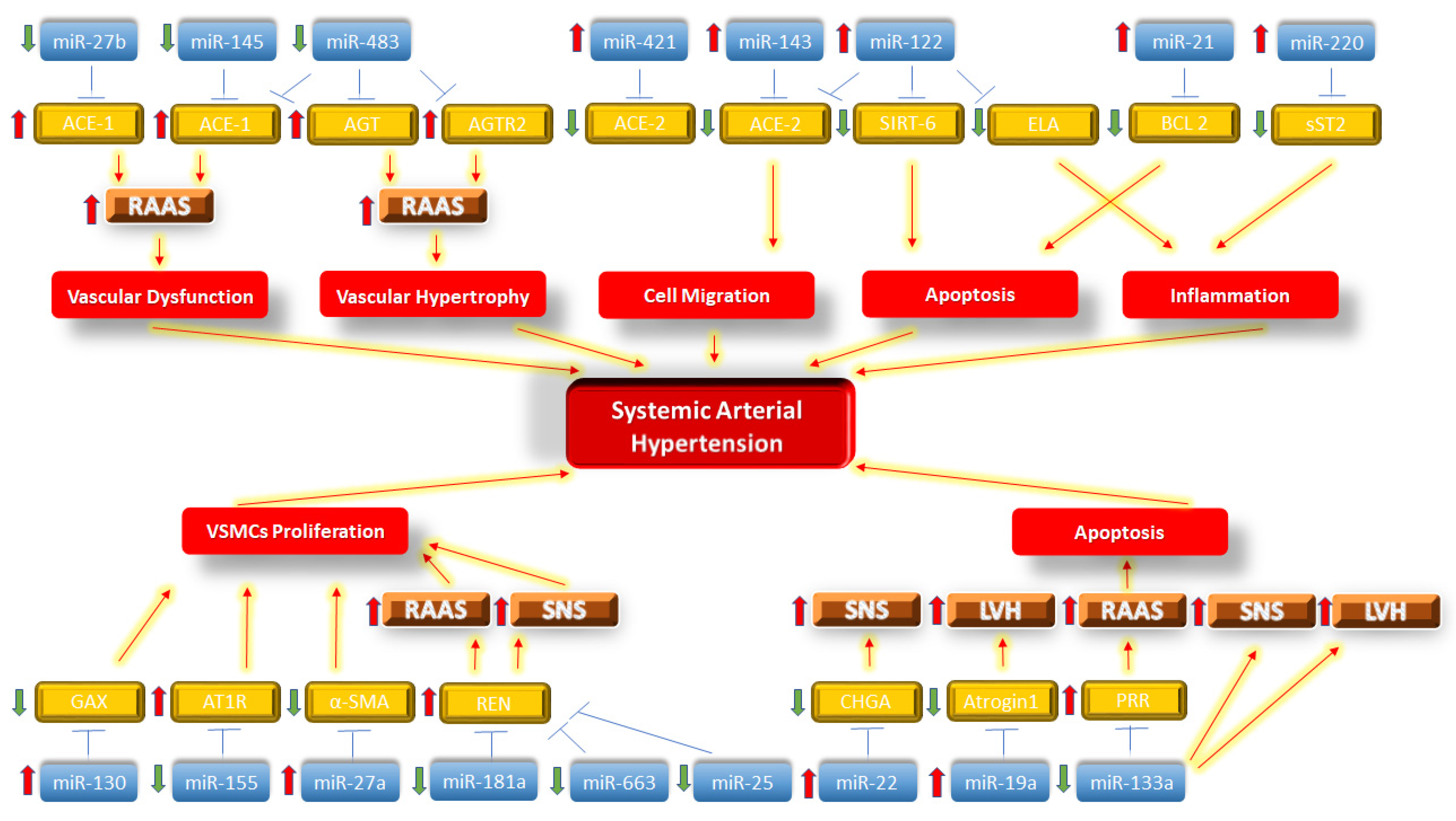 Biomolecules Free Full Text Micrornas Regulating Renin Ndash Angiotensin Ndash Aldosterone System Sympathetic Nervous System And Left Ventricular Hypertrophy In Systemic Arterial Hypertension Html