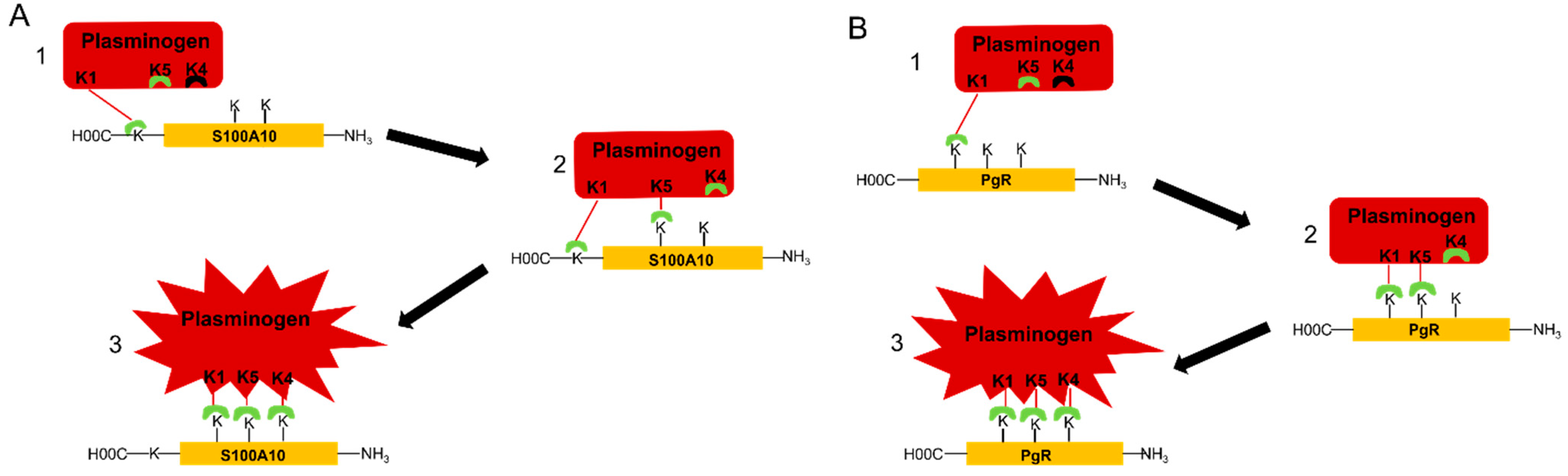 Biomolecules 11 01772 g003 Biomolecules 11 01772 g003