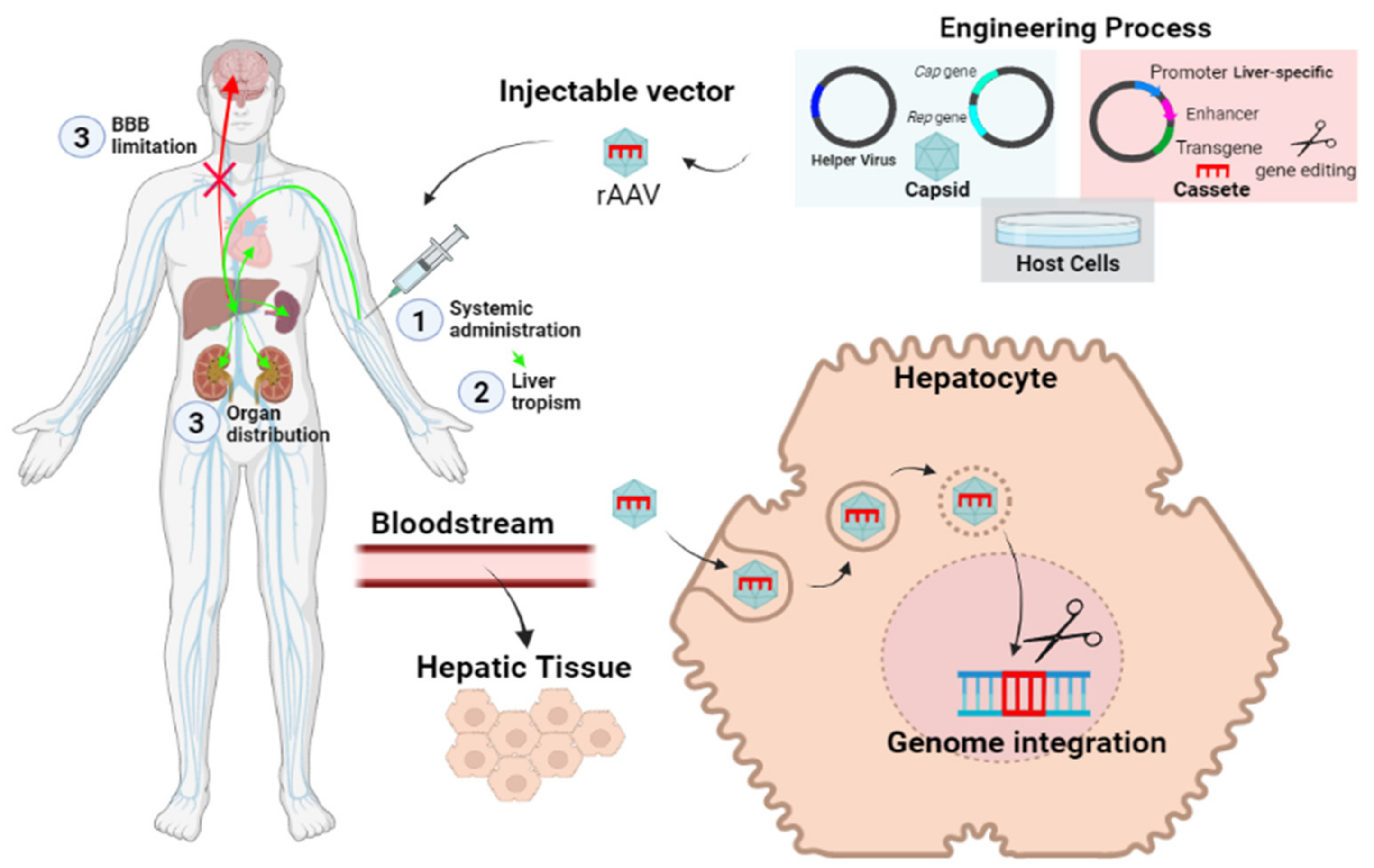 Biomolecules 11 01775 g003