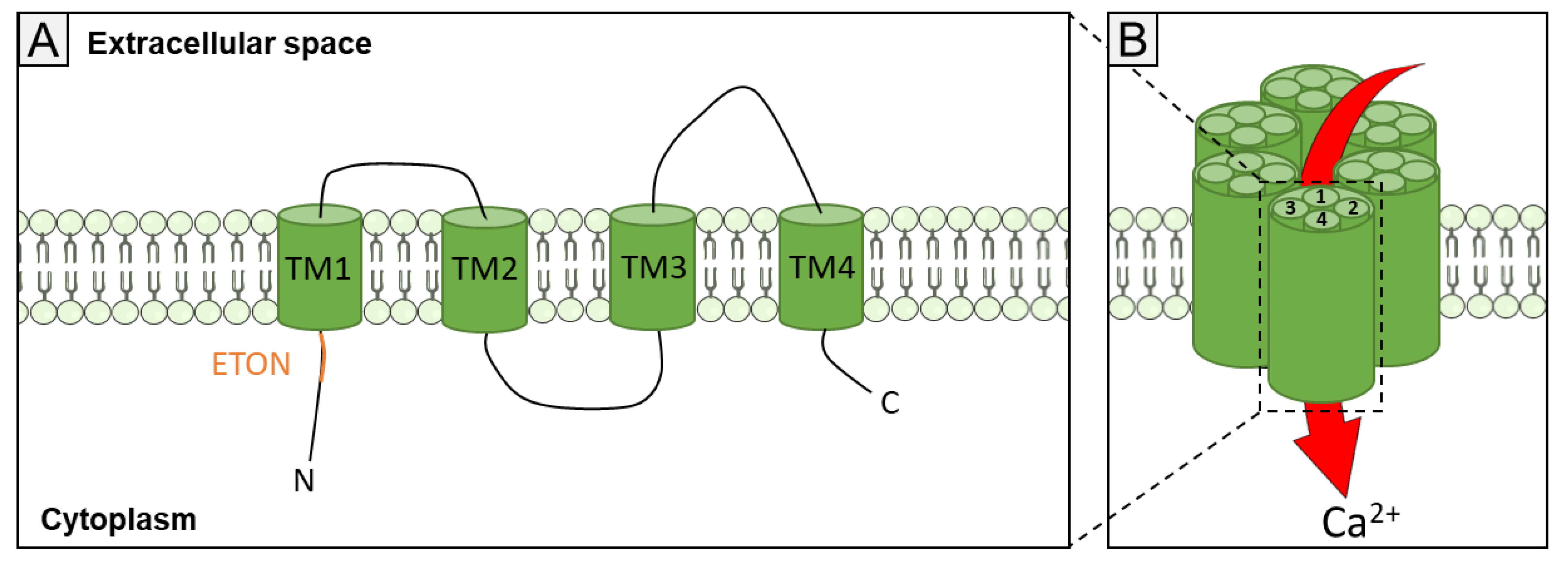 Biomolecules 11 01781 g002