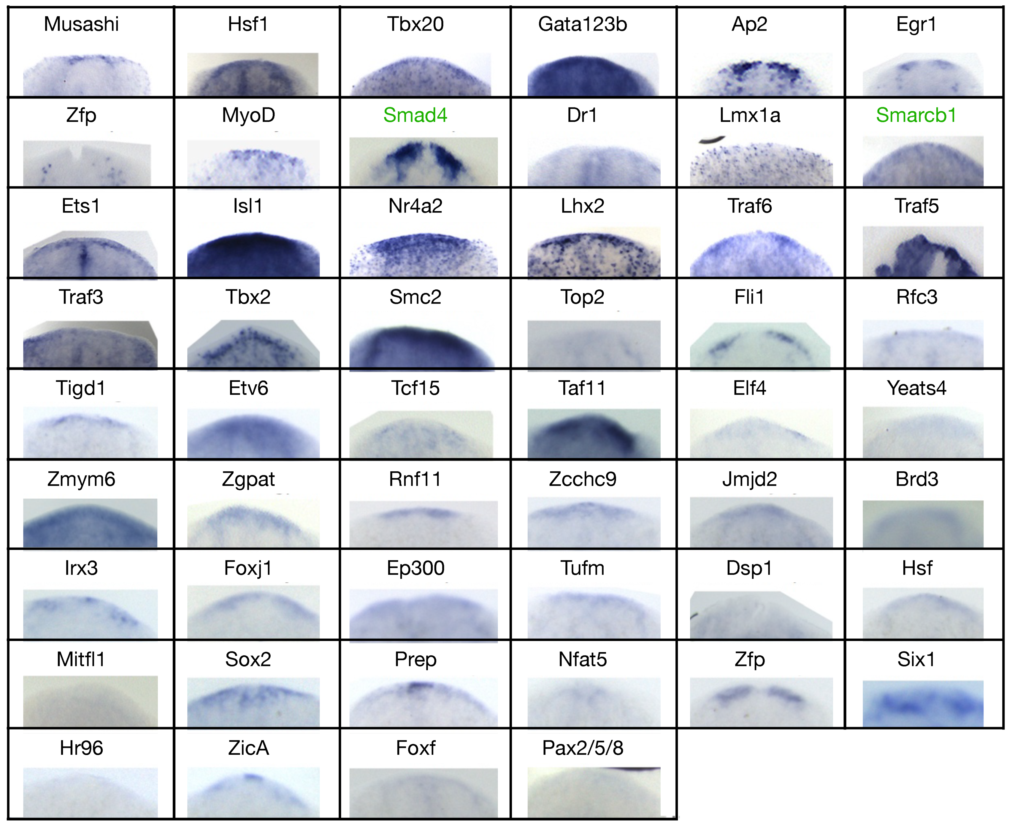 Biomolecules 11 01782 g006 Biomolecules 11 01782 g006