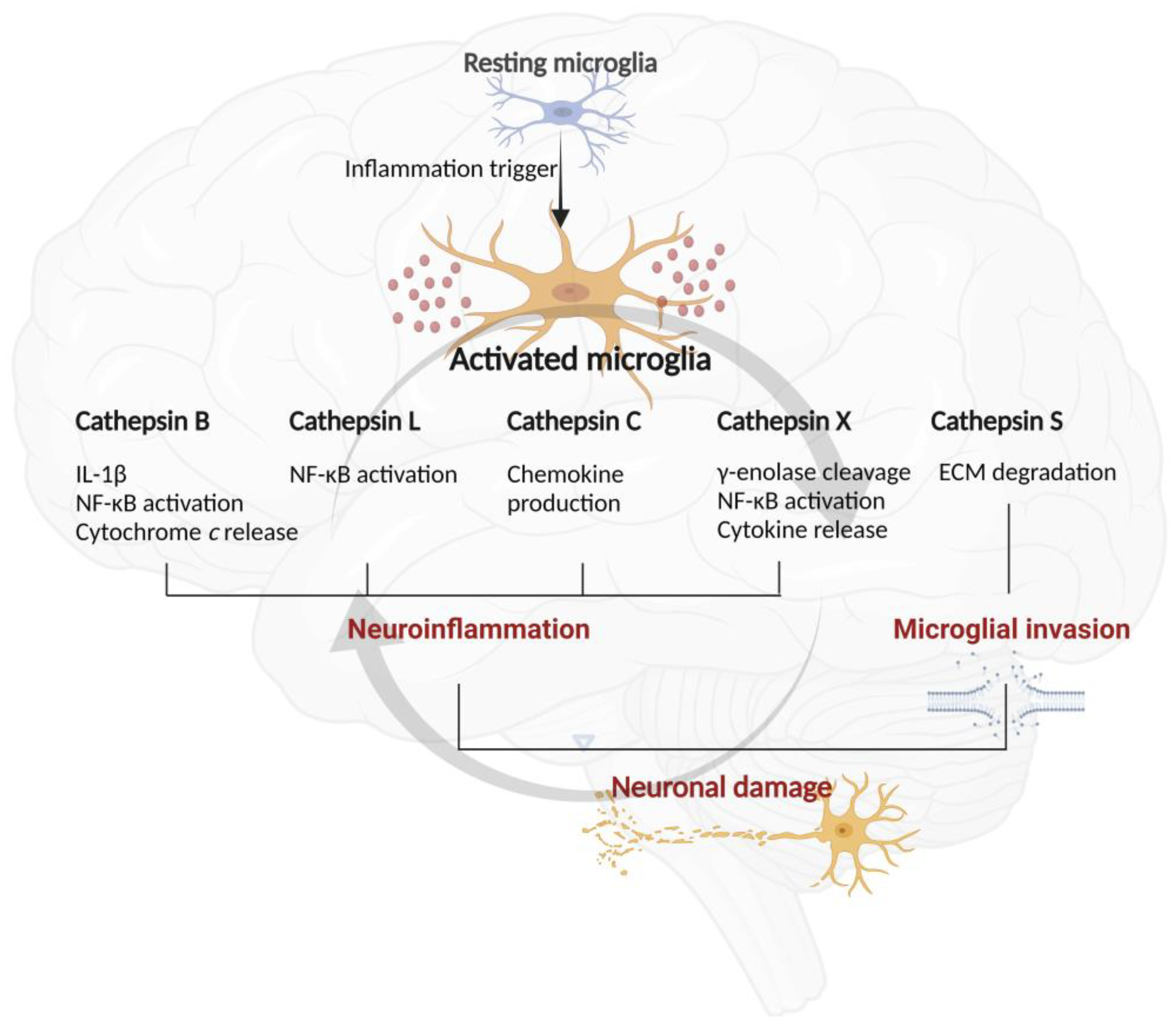 Biomolecules 11 01796 g003