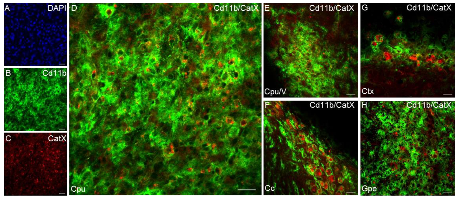 Biomolecules 11 01796 g004