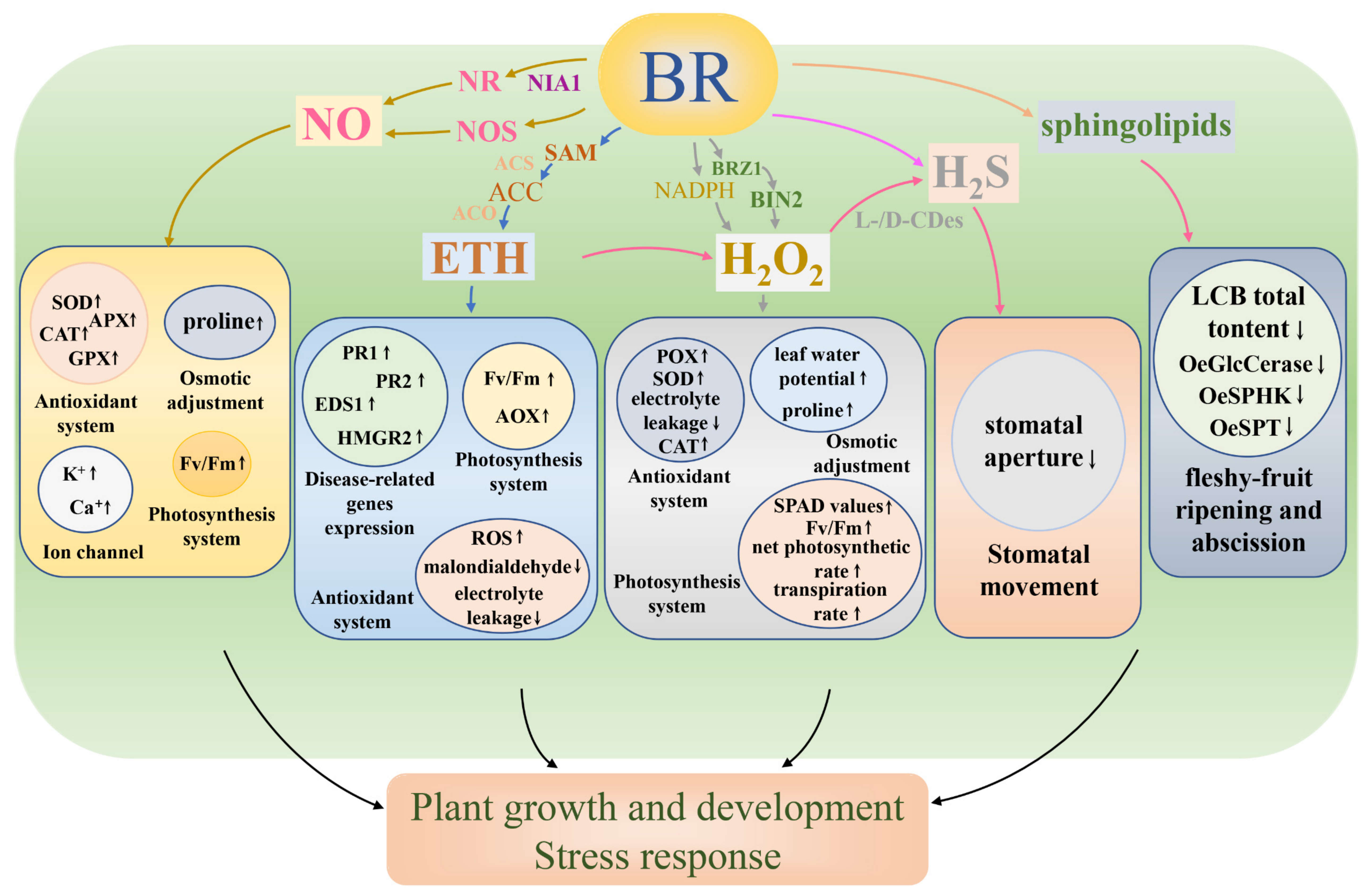 Biomolecules 11 01800 g002 550