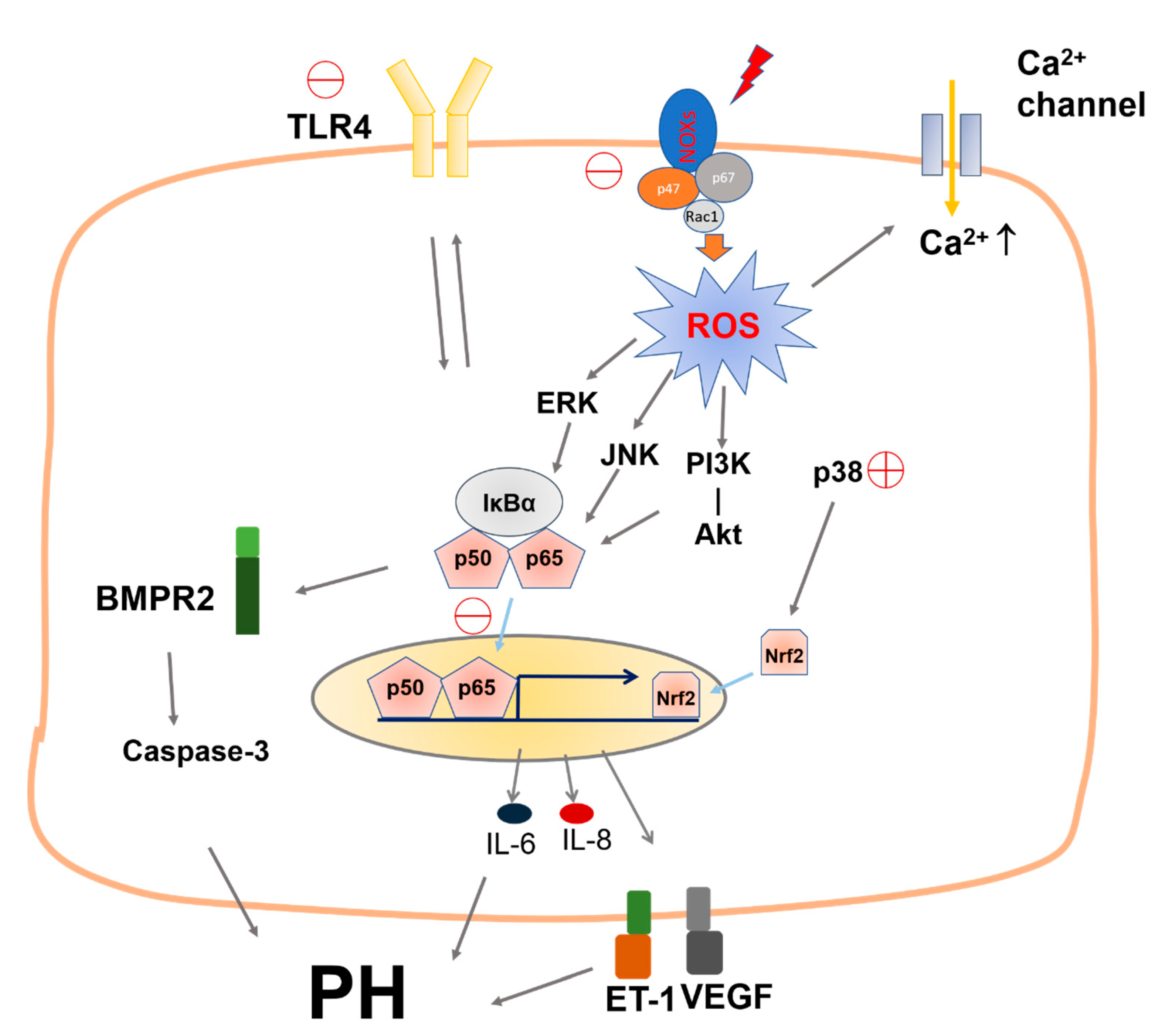 Biomolecules 11 01801 g010