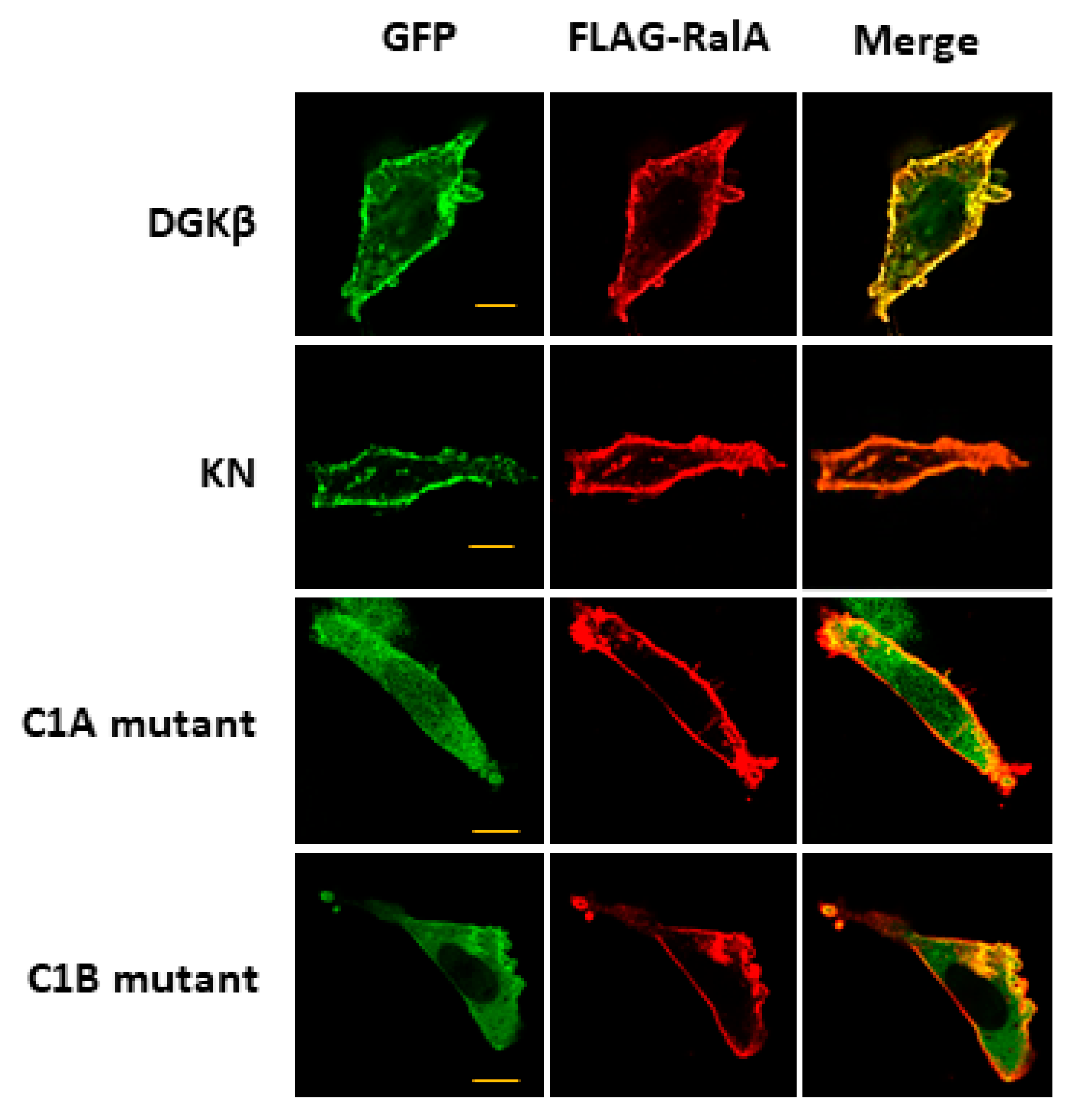 Biomolecules 11 01814 g003 550
