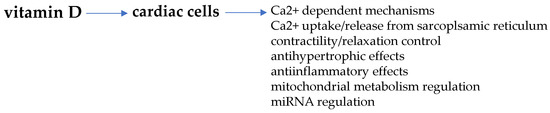 The Role of Estrogens and Vitamin D in Cardiomyocyte Protection: A ...