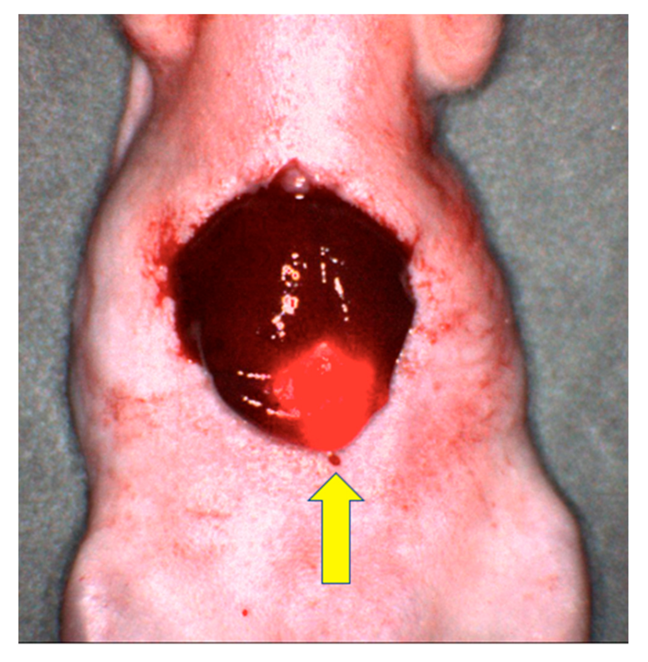 Biomolecules 11 01819 g002 Biomolecules 11 01819 g002