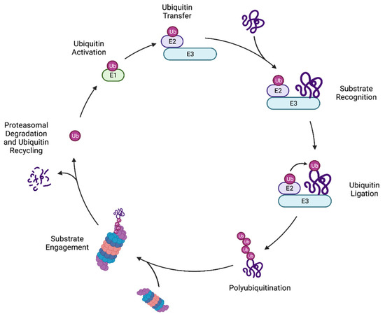 Ubiquitin Ligase Redundancy and Nuclear ... Biology Diagrams