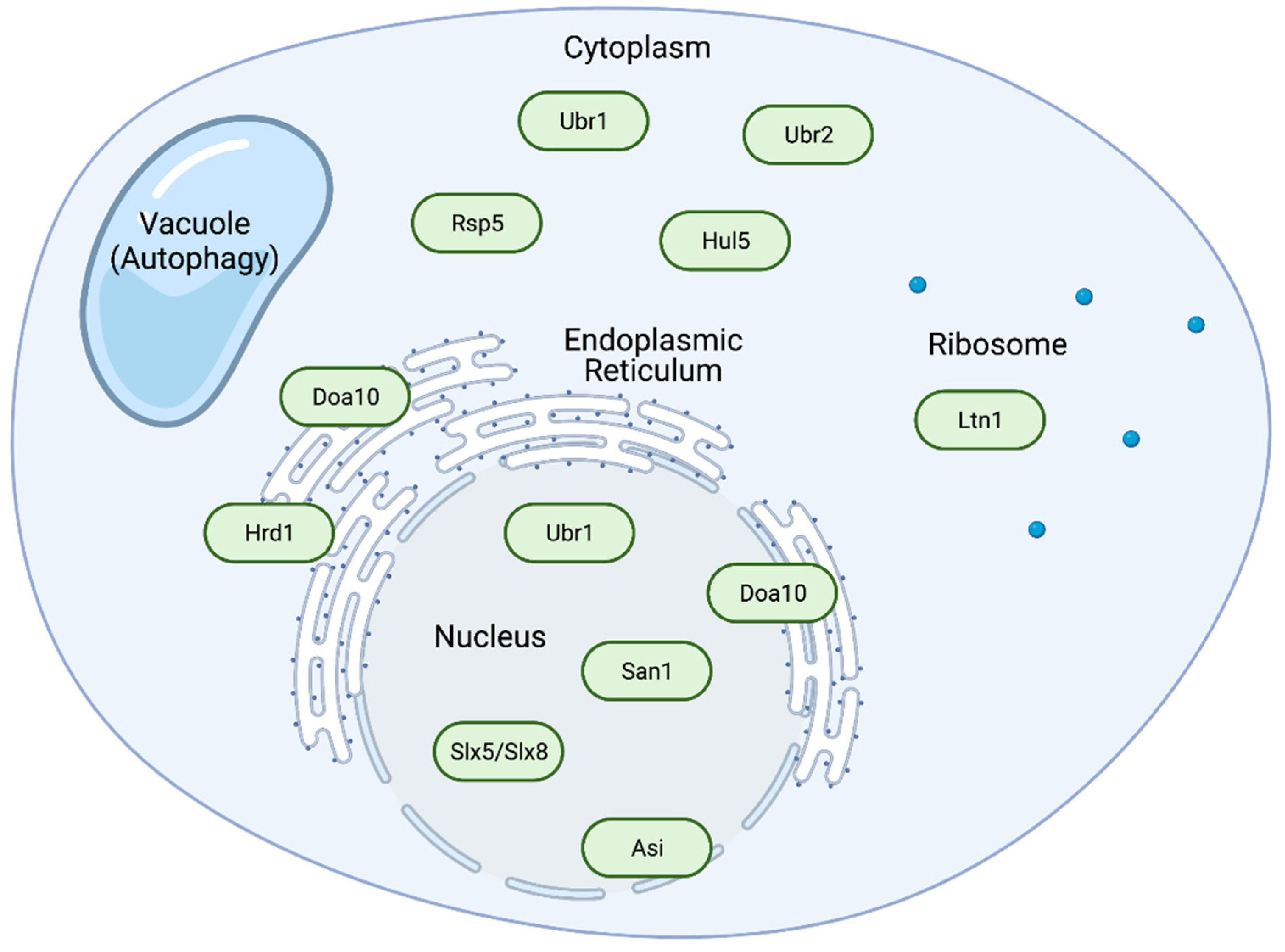 Biomolecules 11 01821 g002