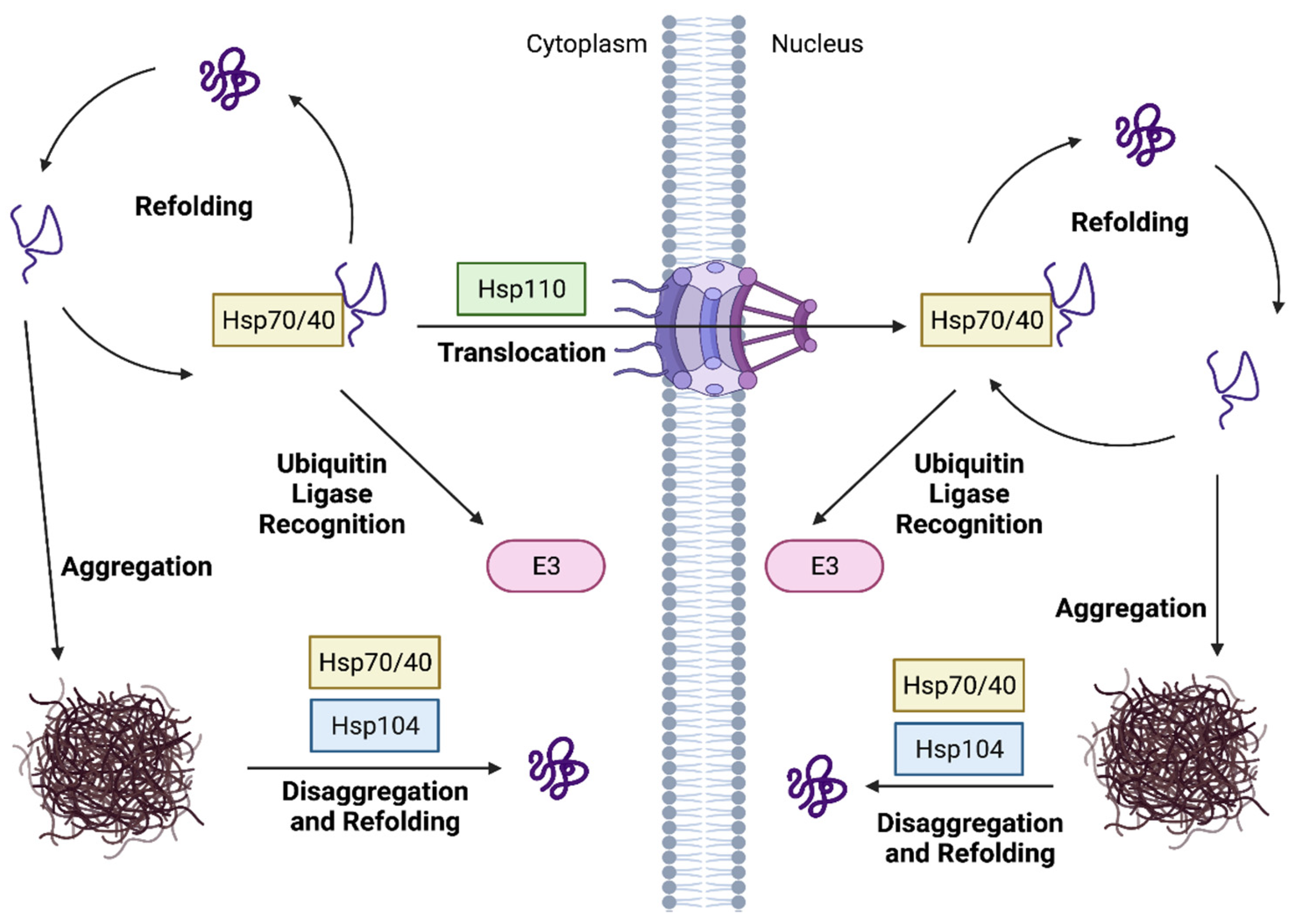 Biomolecules 11 01821 g004