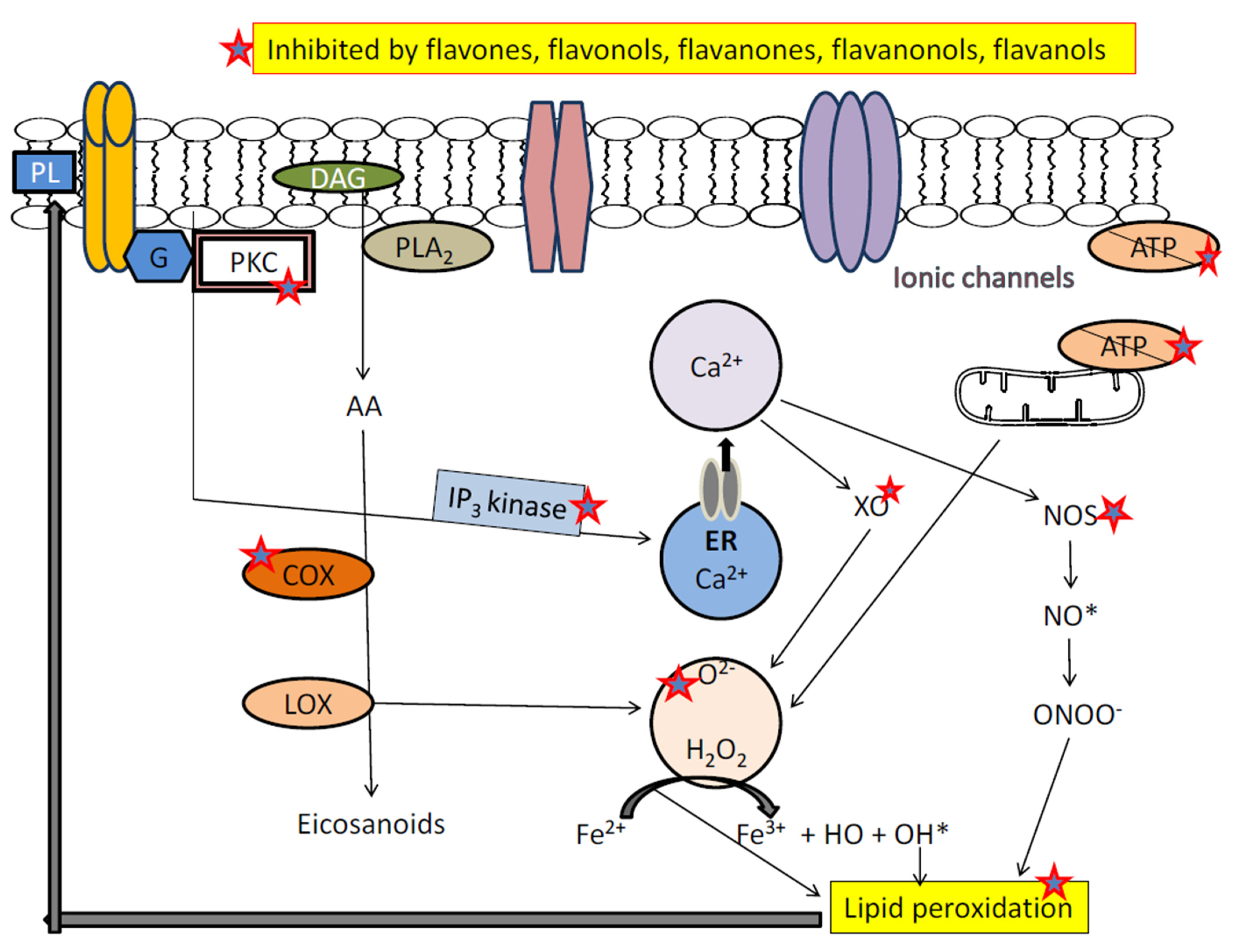 Biomolecules 11 01825 g048 Biomolecules 11 01825 g048