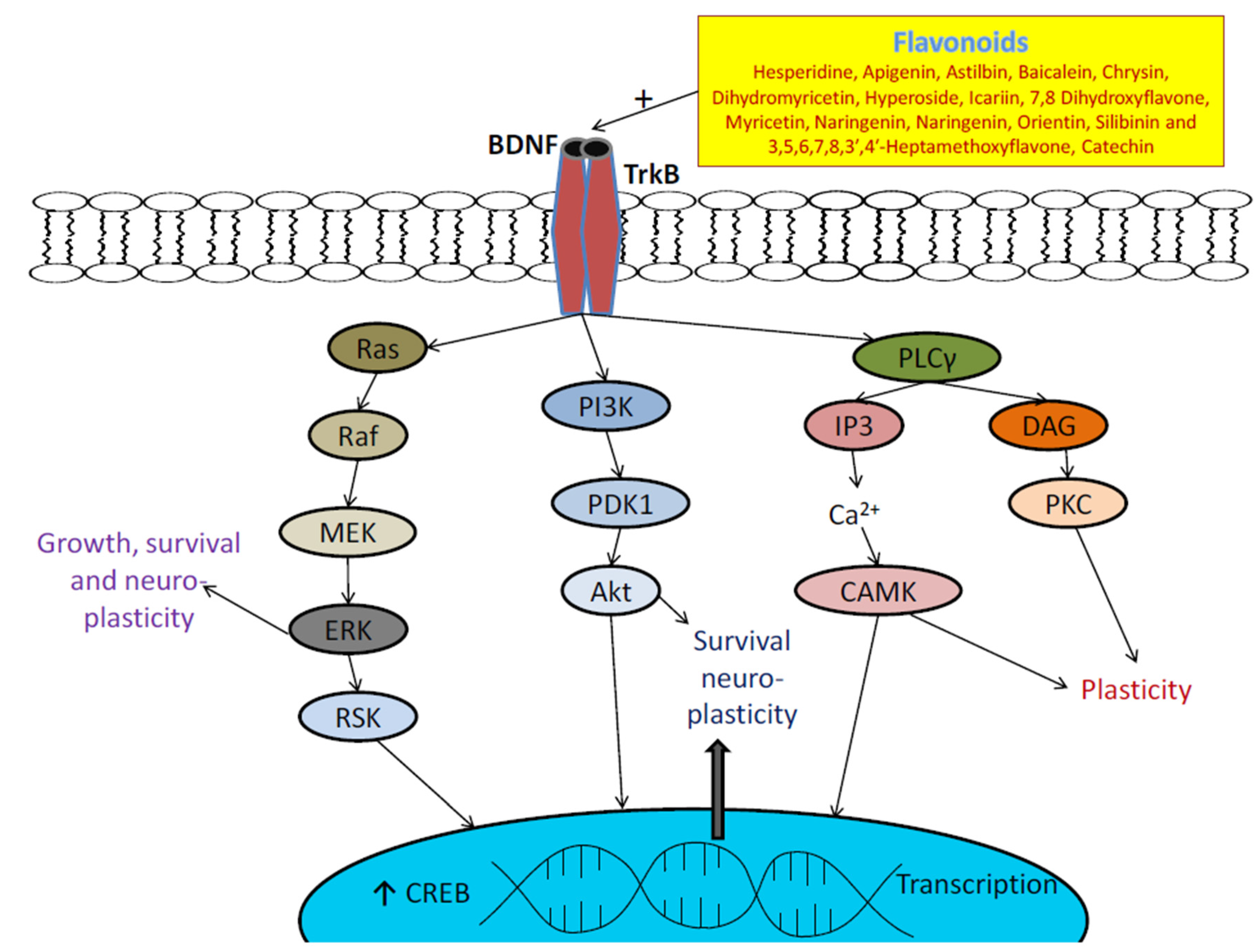 Biomolecules 11 01825 g052 Biomolecules 11 01825 g052