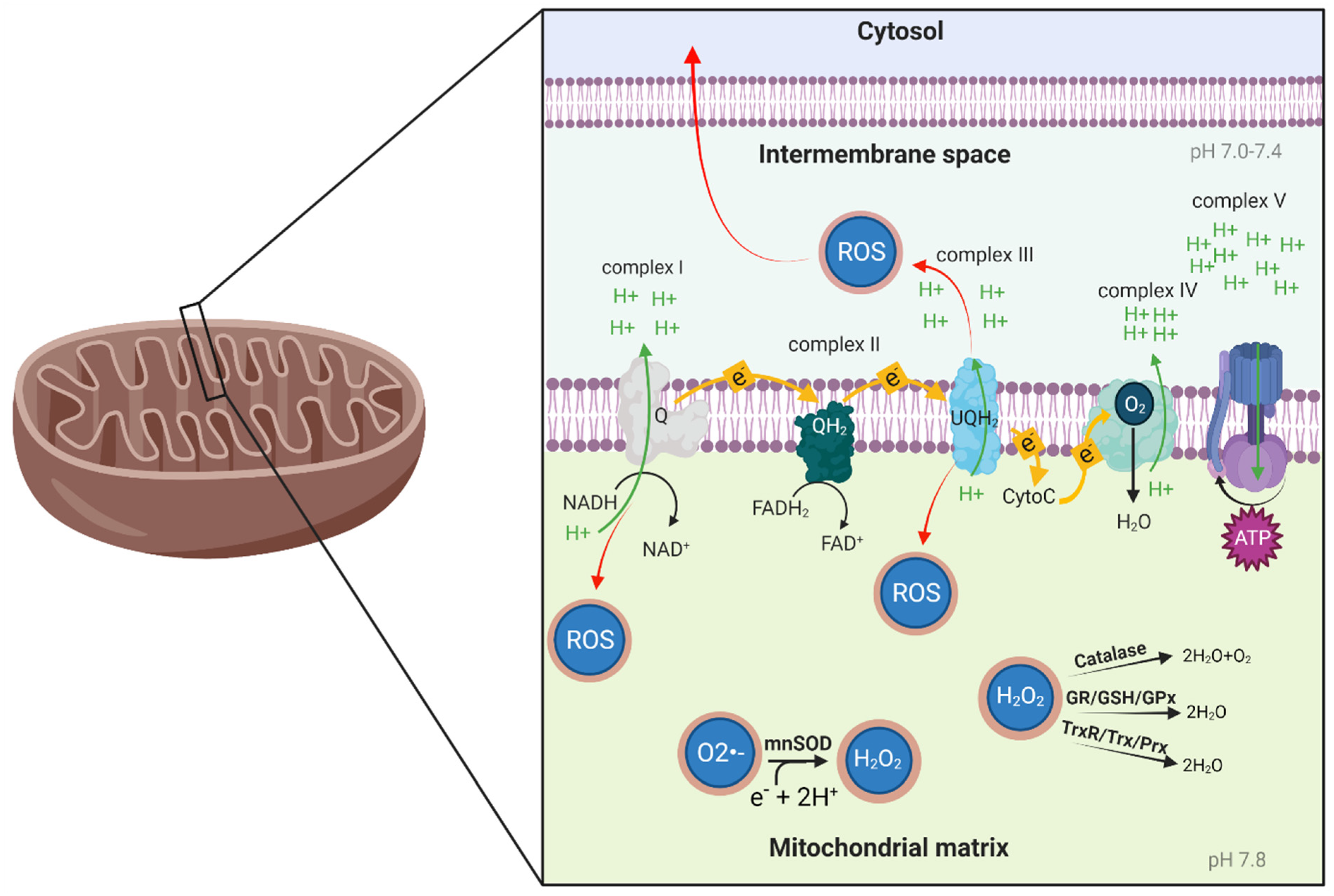 Biomolecules 11 01827 g001 Biomolecules 11 01827 g001