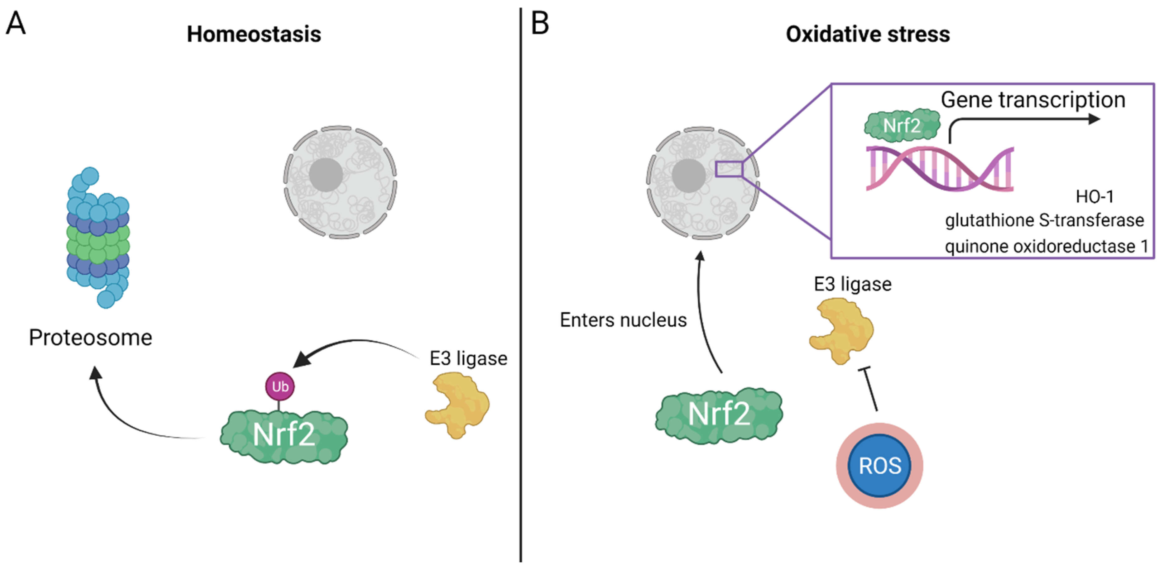 Biomolecules 11 01827 g003 Biomolecules 11 01827 g003