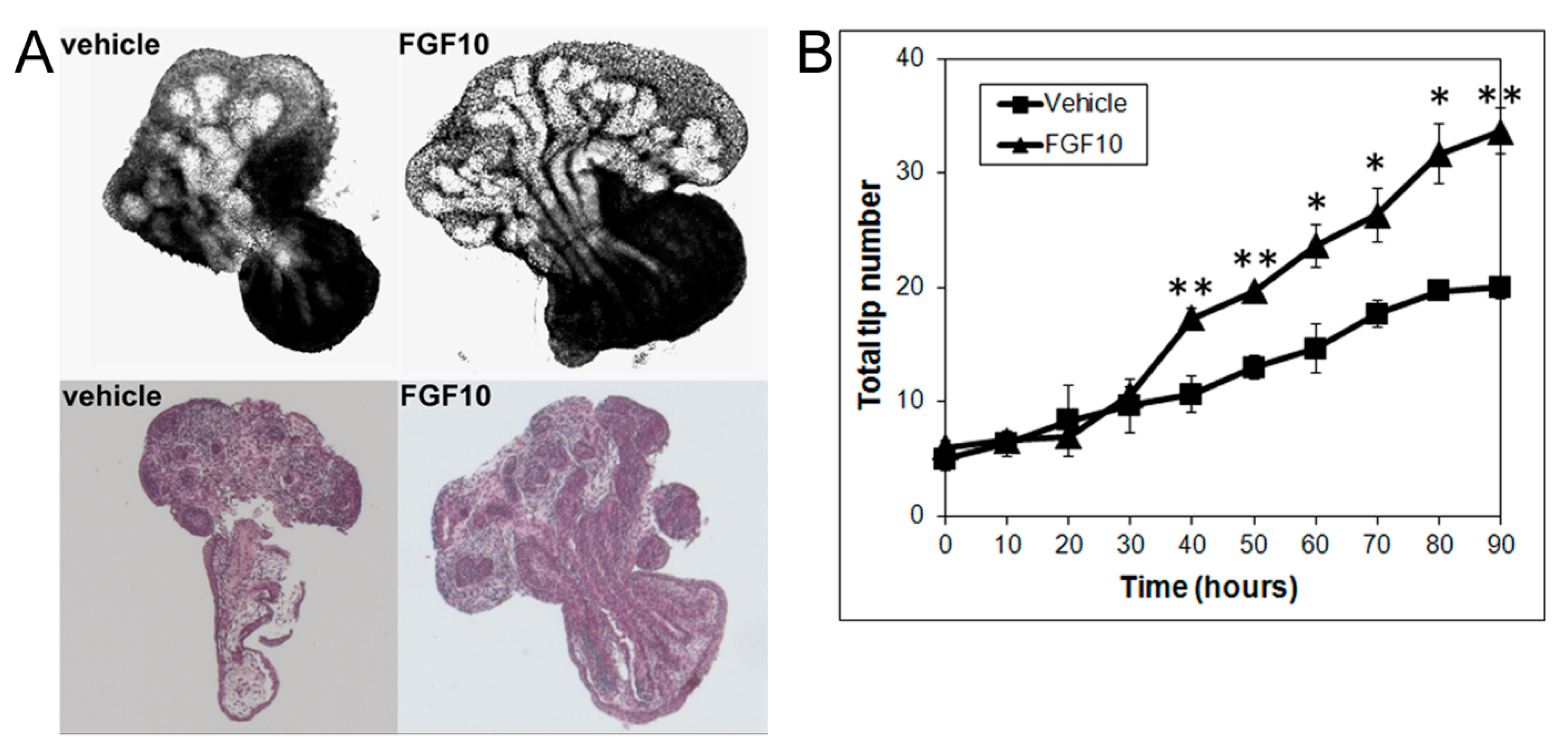 Biomolecules 11 01829 g004