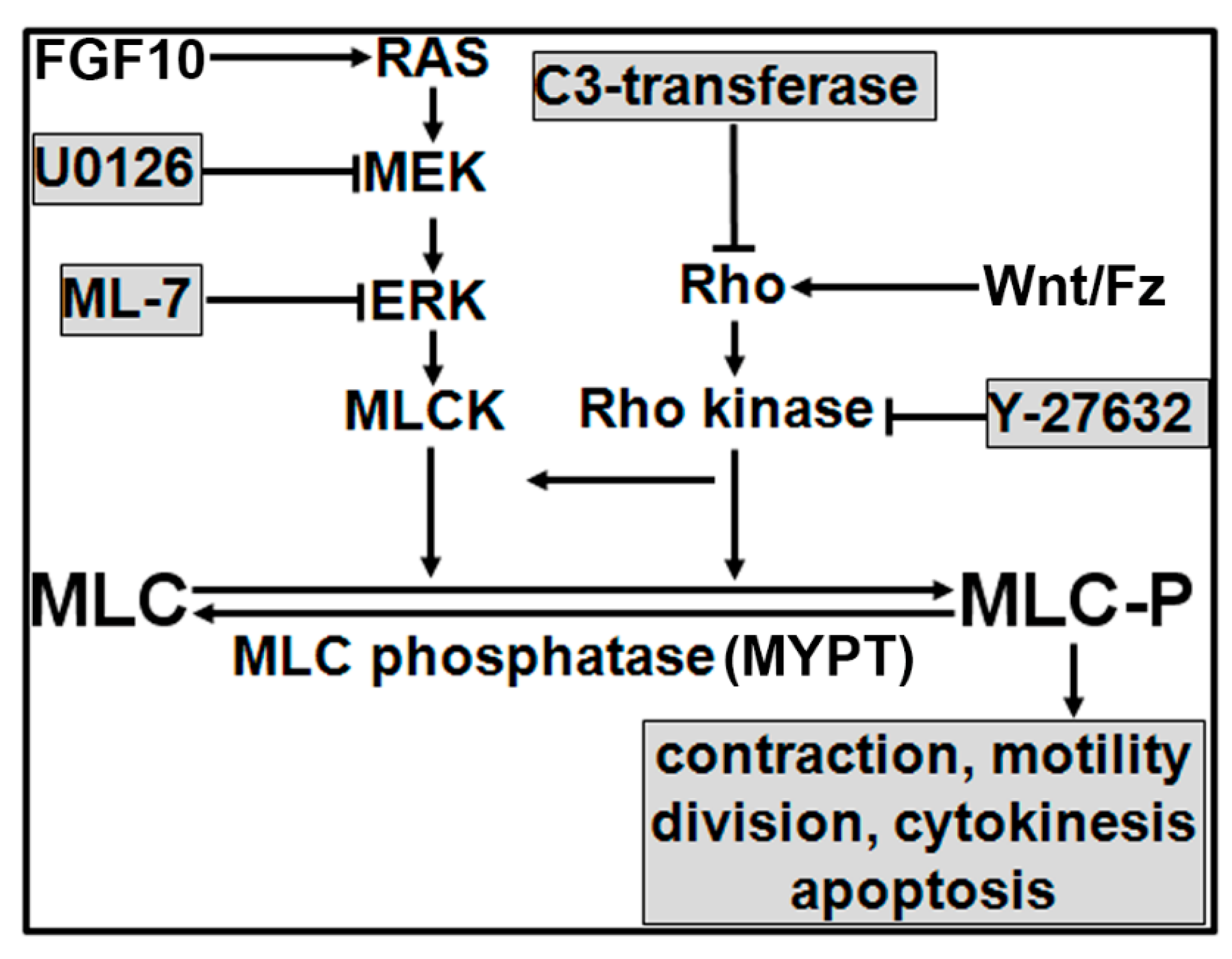 Biomolecules 11 01829 g008