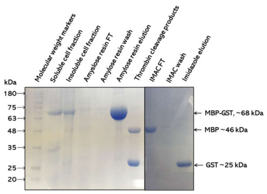 kda of glutathione reductase Simple Western Glutathione Reduced