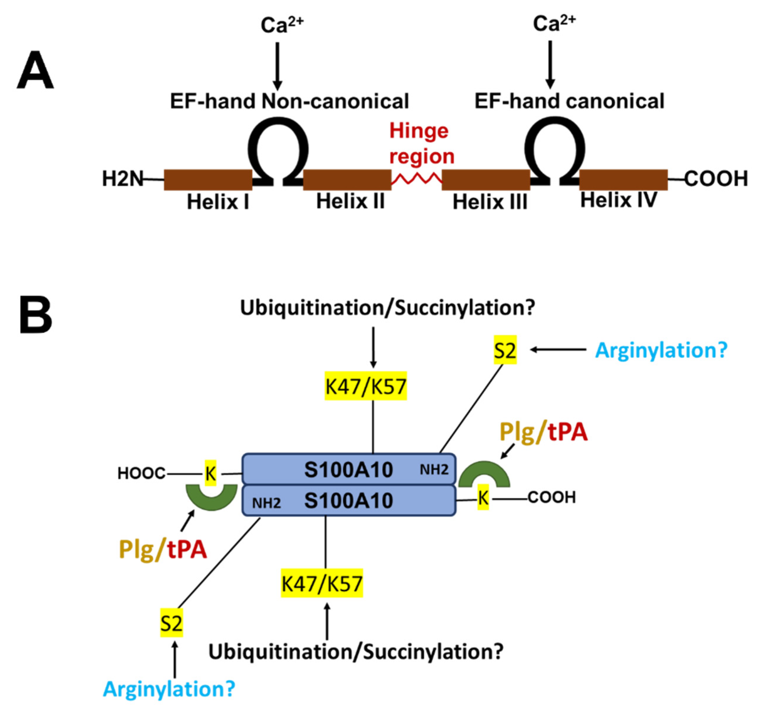Biomolecules 11 01849 g001