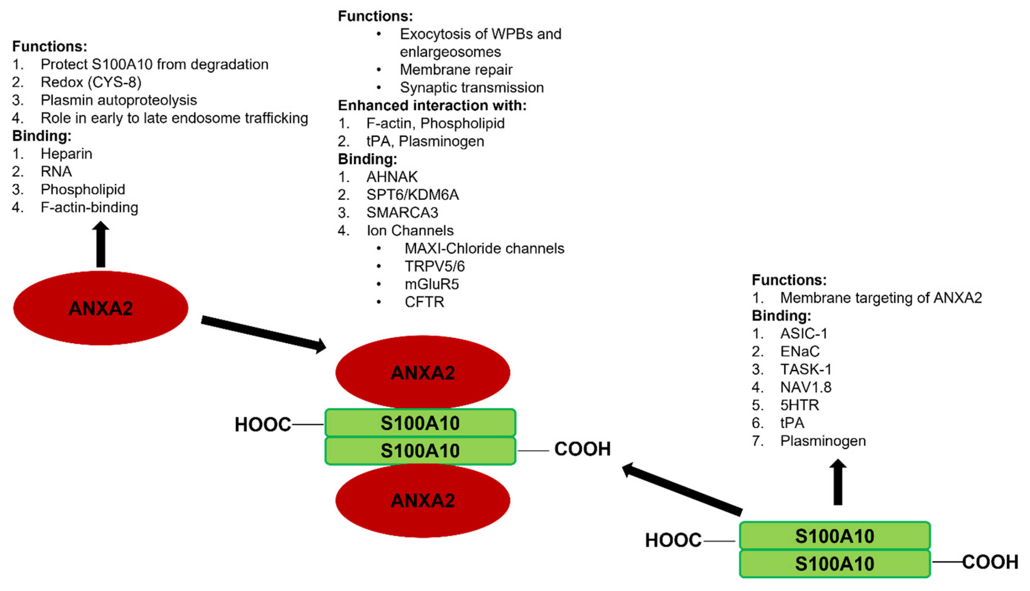 Biomolecules 11 01849 g003