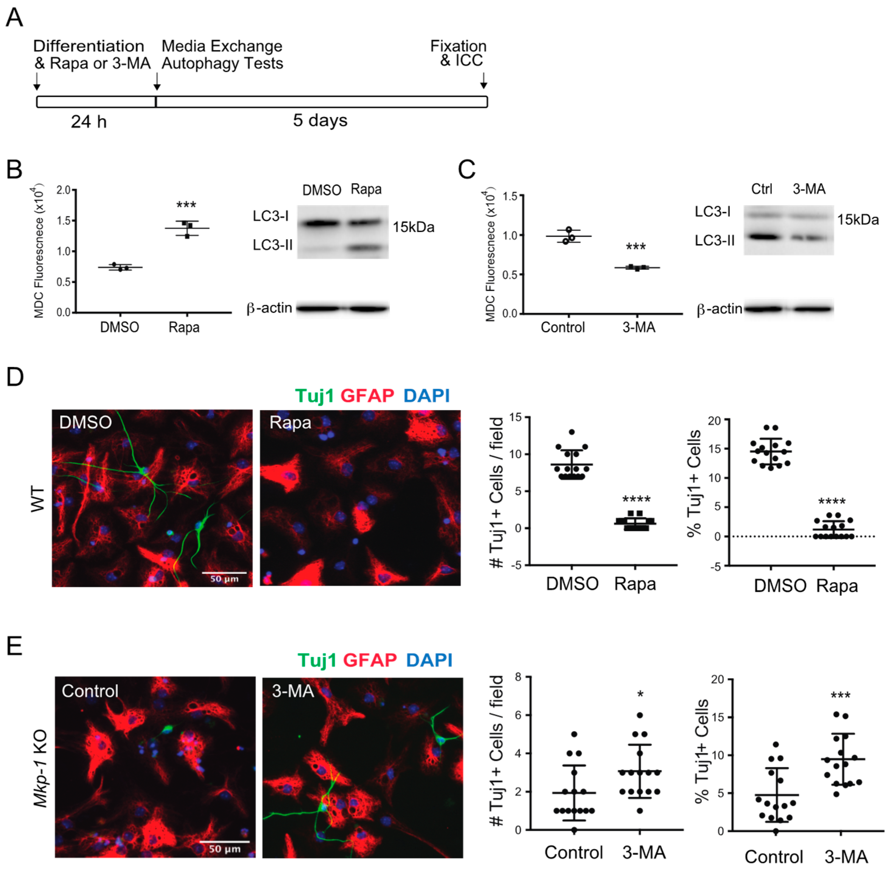 Biomolecules 11 01871 g004 Biomolecules 11 01871 g004