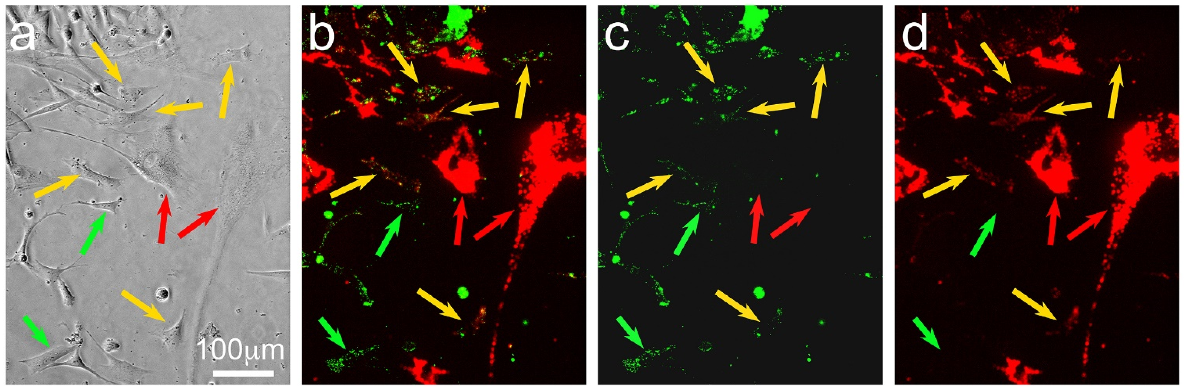 Biomolecules 11 01875 g001 Biomolecules 11 01875 g001
