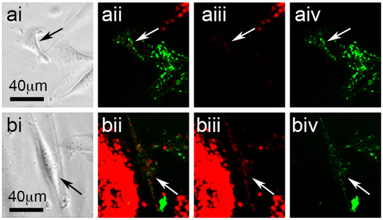 Cell-Projection Pumping of Fibroblast Contents into Osteosarcoma