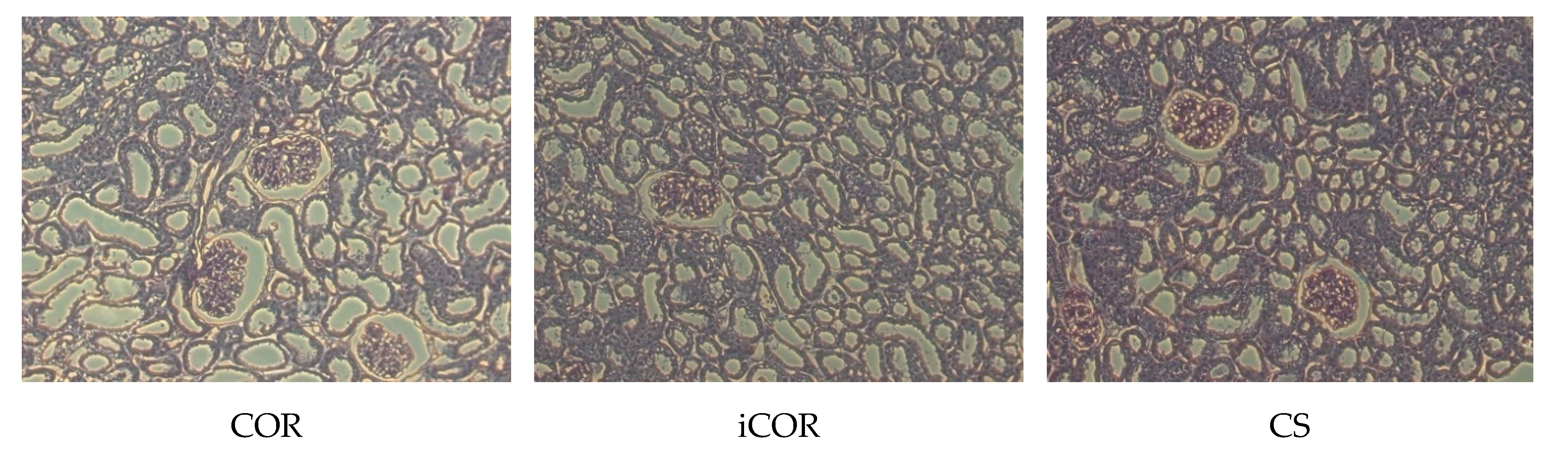 Biomolecules 11 01880 g005 550