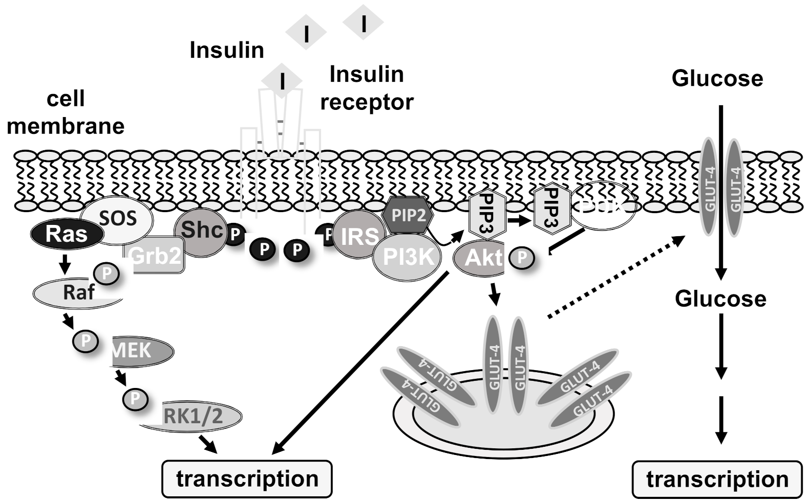 what type of biomolecule is insulin