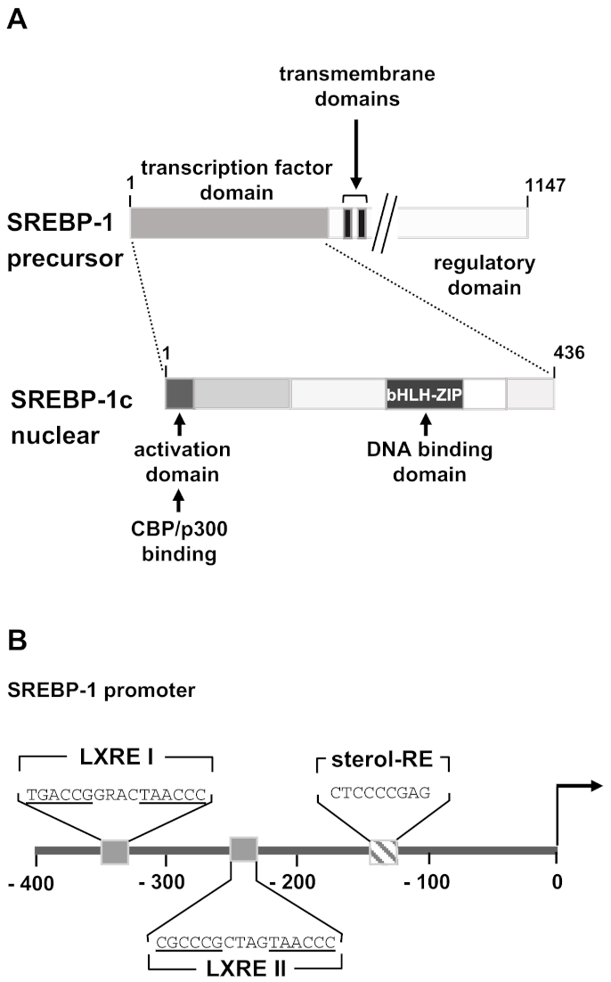 Biomolecules 11 01886 g004