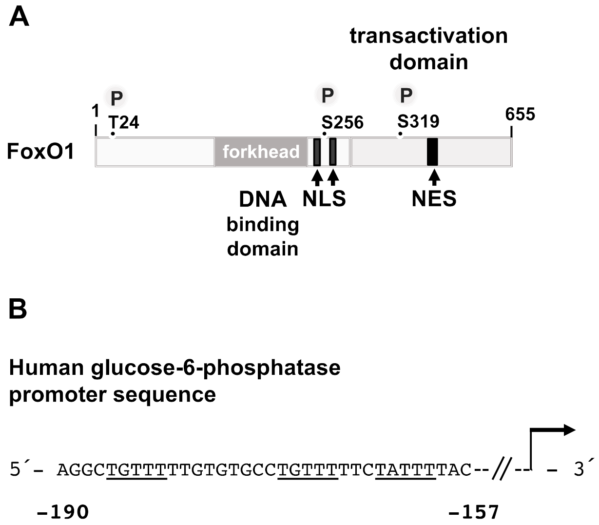 Biomolecules 11 01886 g007